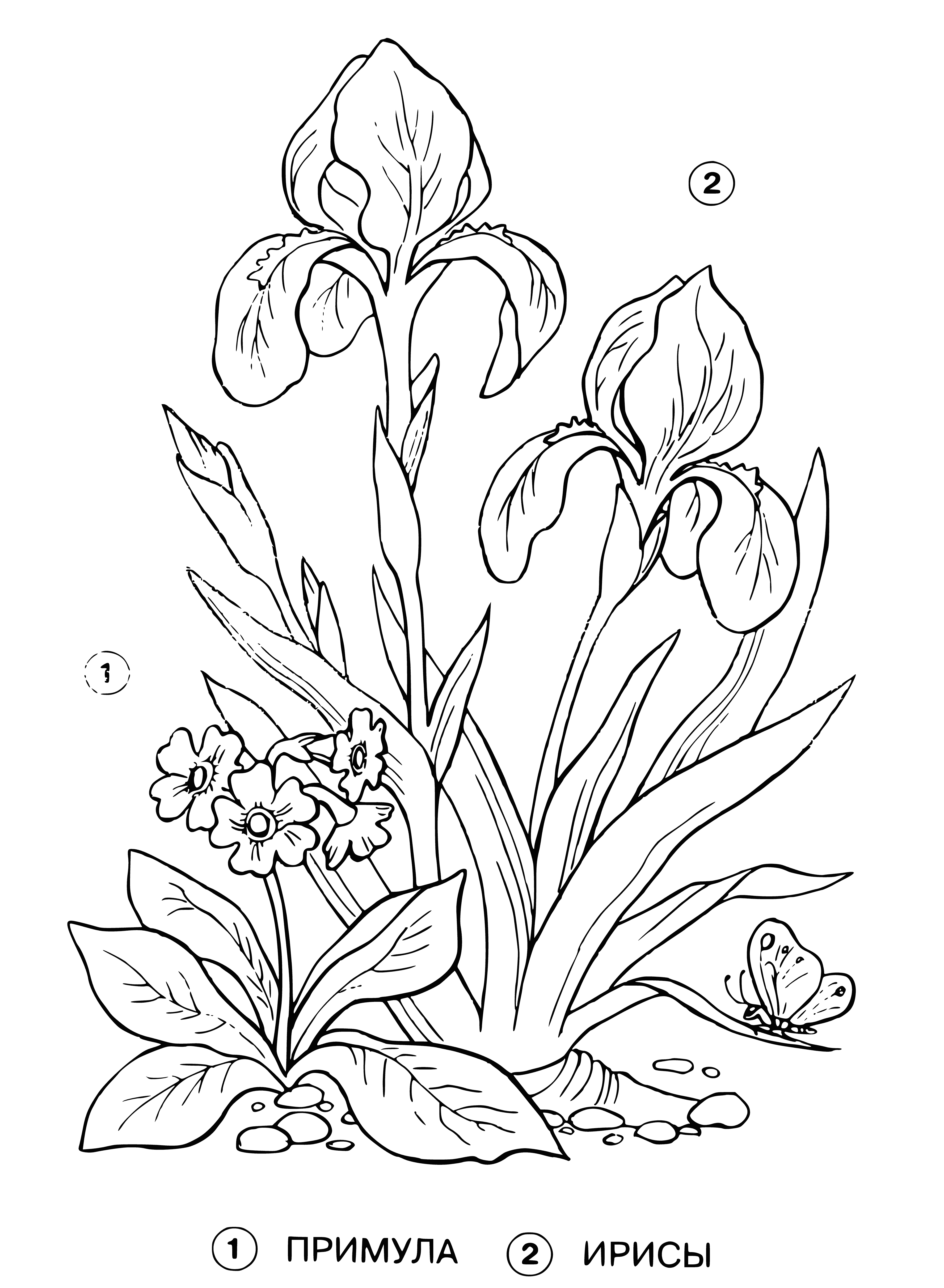 Primrose and irises coloring page