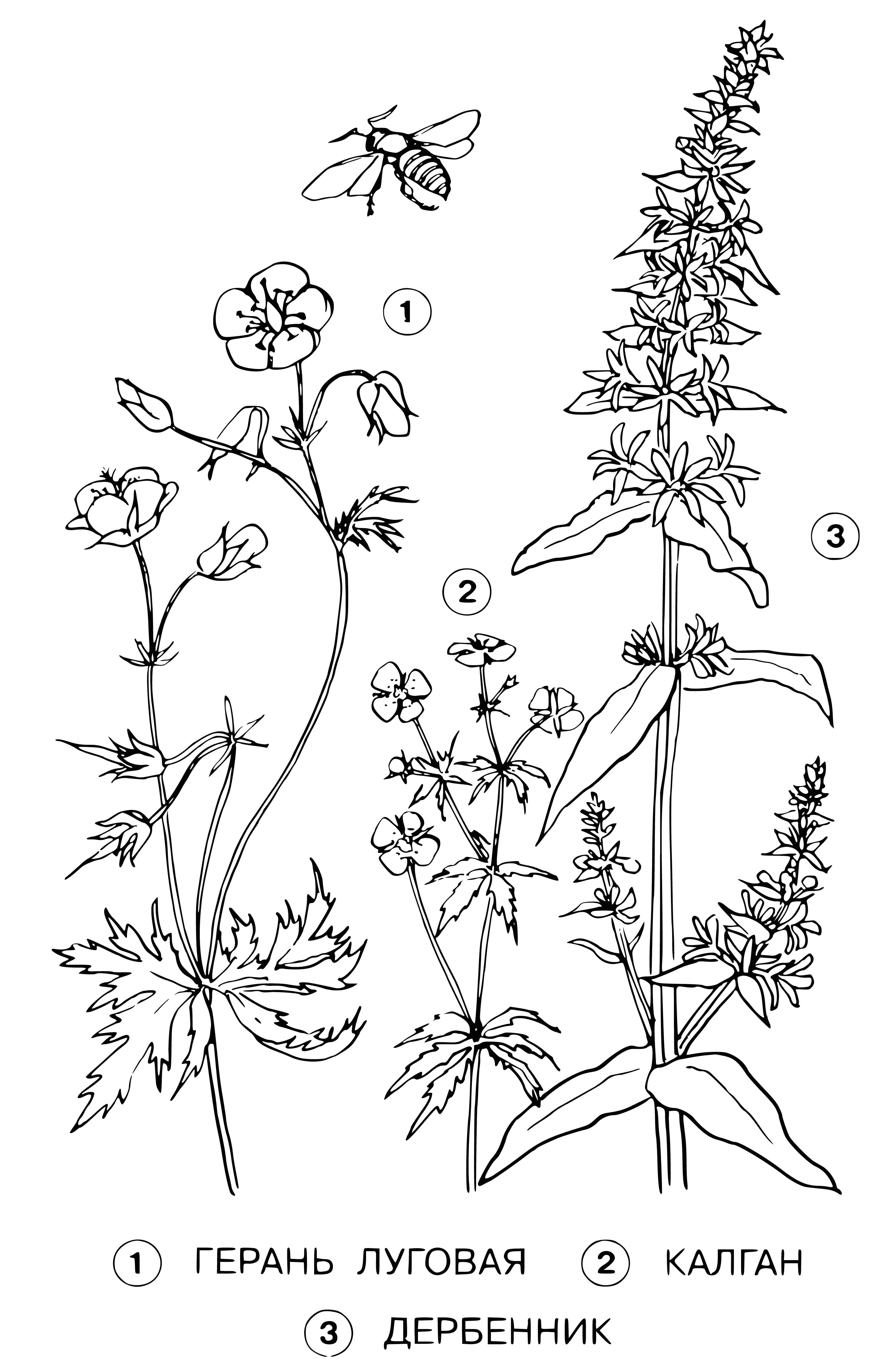 coloring page: In meadow: geraniums (large, bright flowers), kalgan (small yellow flower), derbennik (white w/ yellow center).