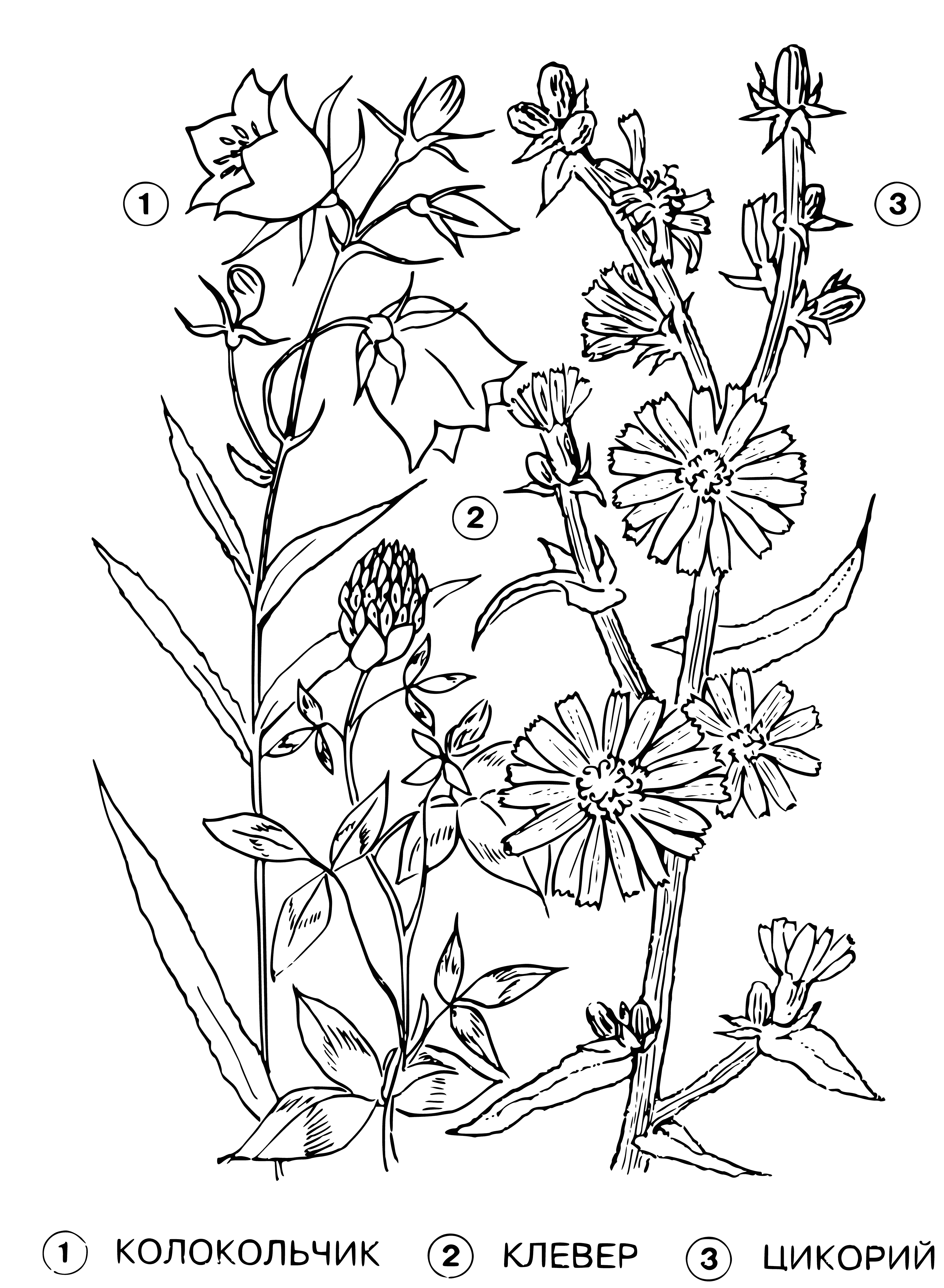 coloring page: 3 flowers in coloring pg: bell-light green, clover-dark green, chicory-blue.