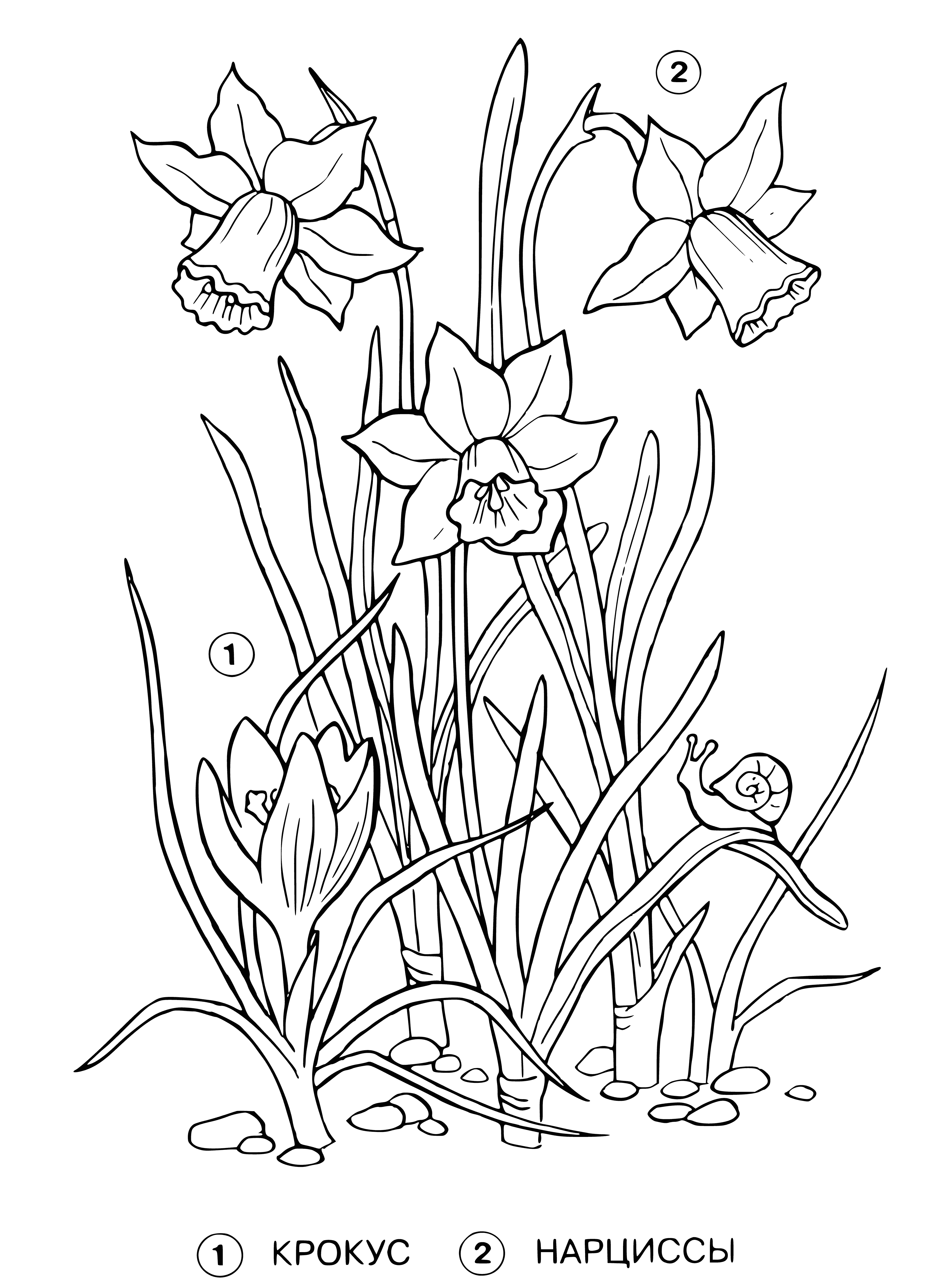 coloring page: Two flowers blooming in a garden: a purple Crocus with yellow stamens & a yellow daffodil with a long stem, surrounded by green leaves.