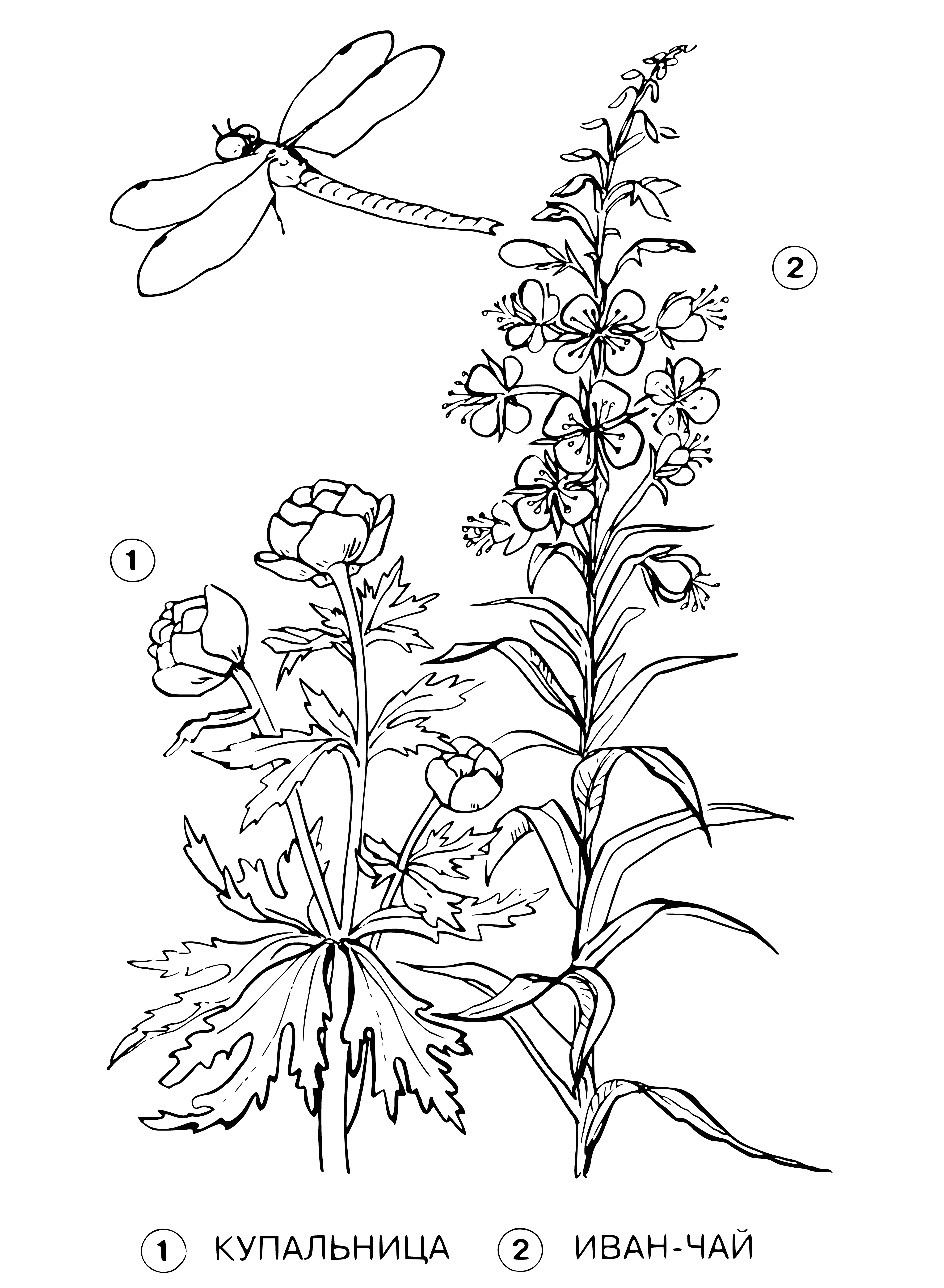 Bather and ivan tea coloring page