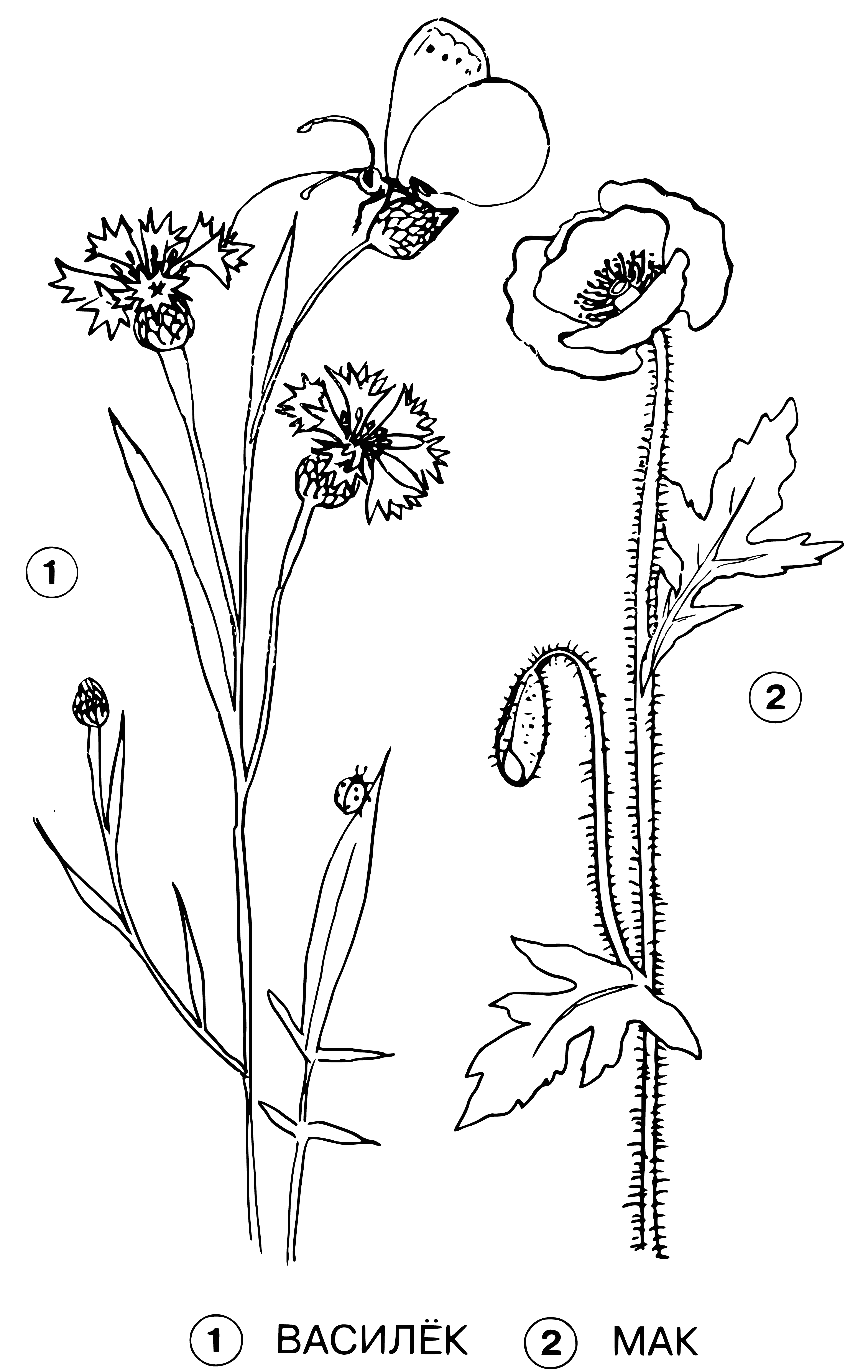 coloring page: Blue cornflower in center, red poppies surround it.