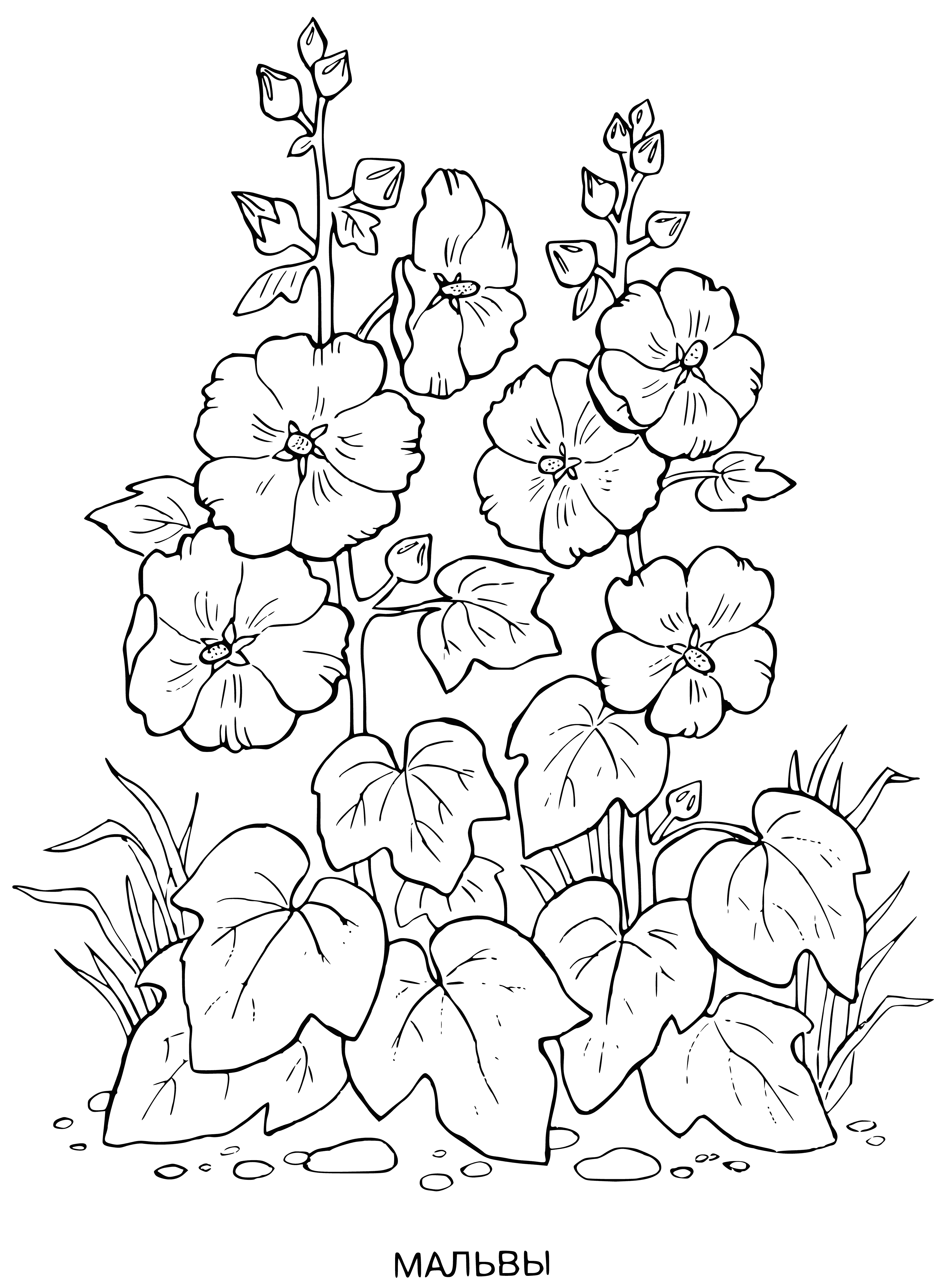 Mallow coloring page