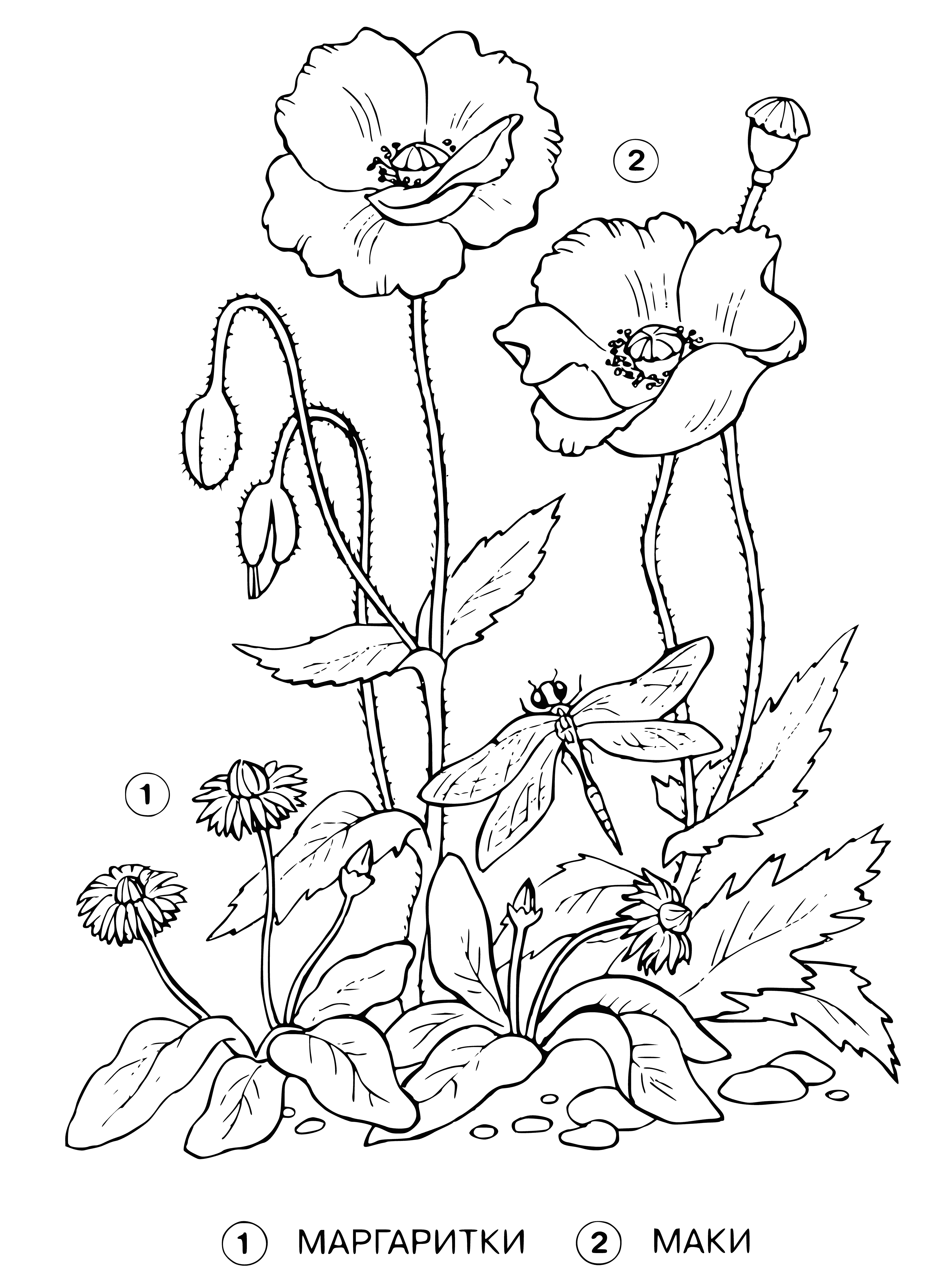 coloring page: Girl smiles in a field of daisies & torment flowers; holds one up to her face in coloring page.
