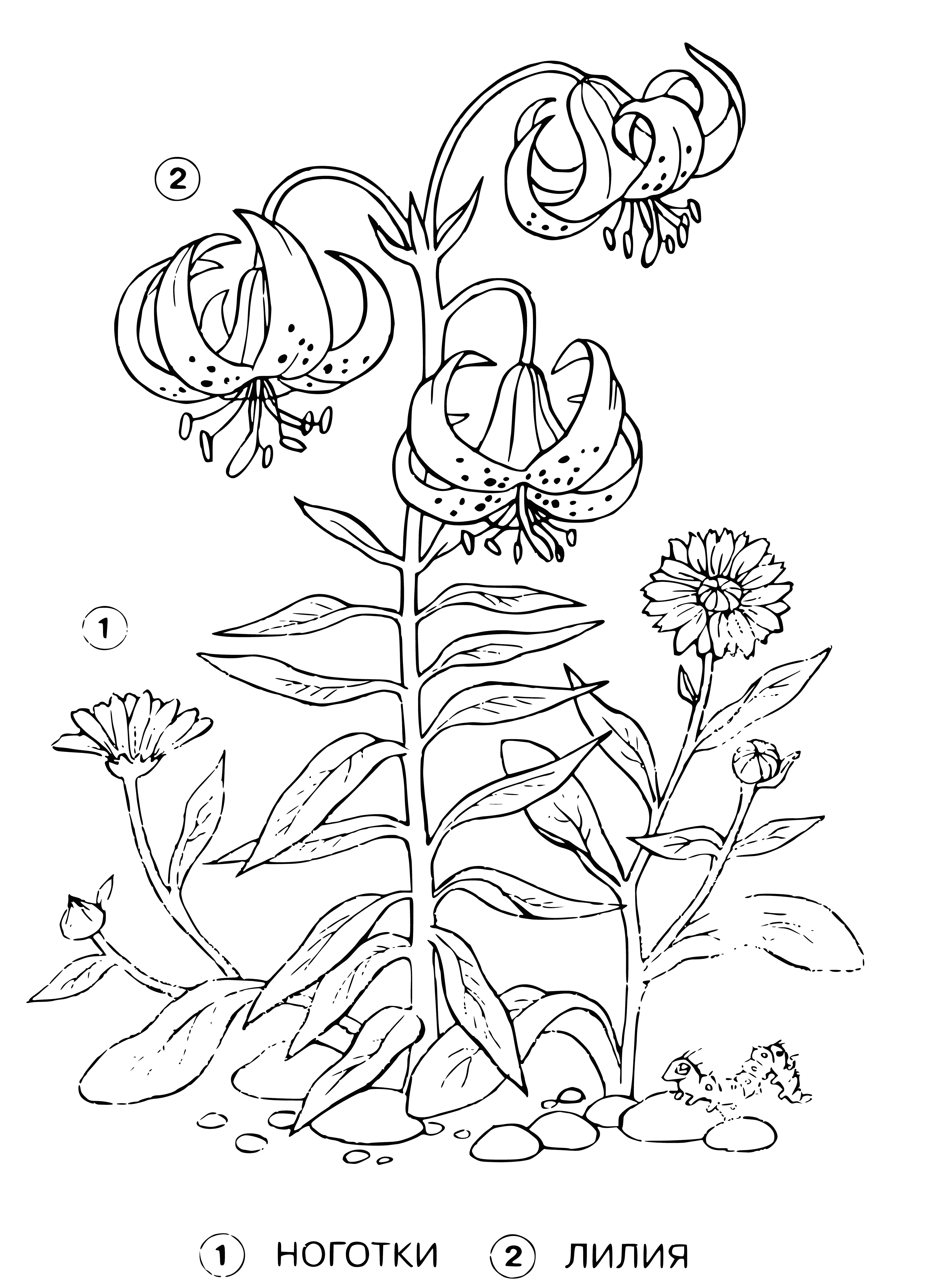 coloring page: Lilies and marigolds are both flowering plants, lilies having long, slender inner-curving petals and marigolds having shorter, round orange/gold petals.