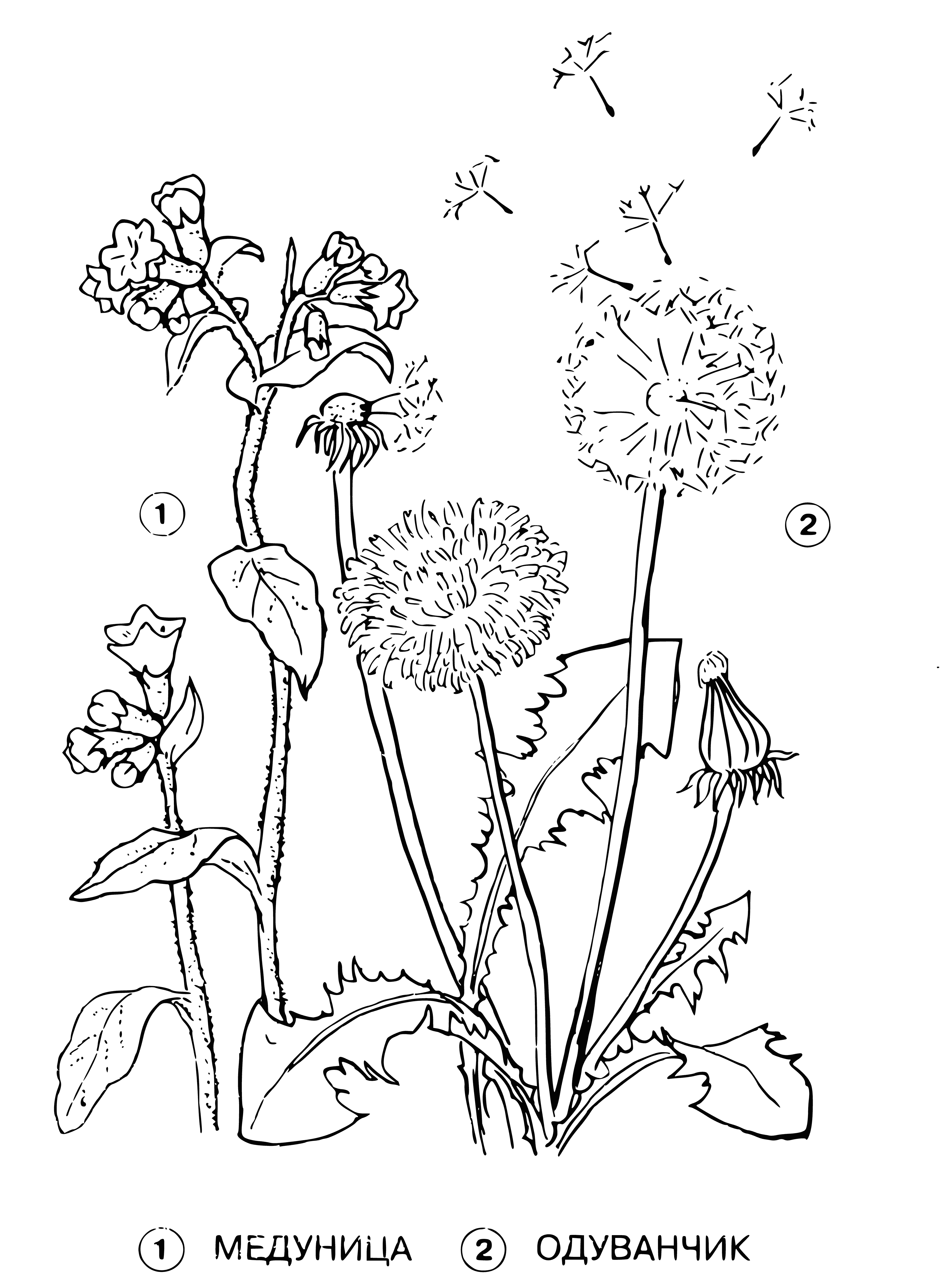 coloring page: Two flowers sit side-by-side: Lumpy w/pink, oval petals & Dandelion w/yellow, star-shaped petals.