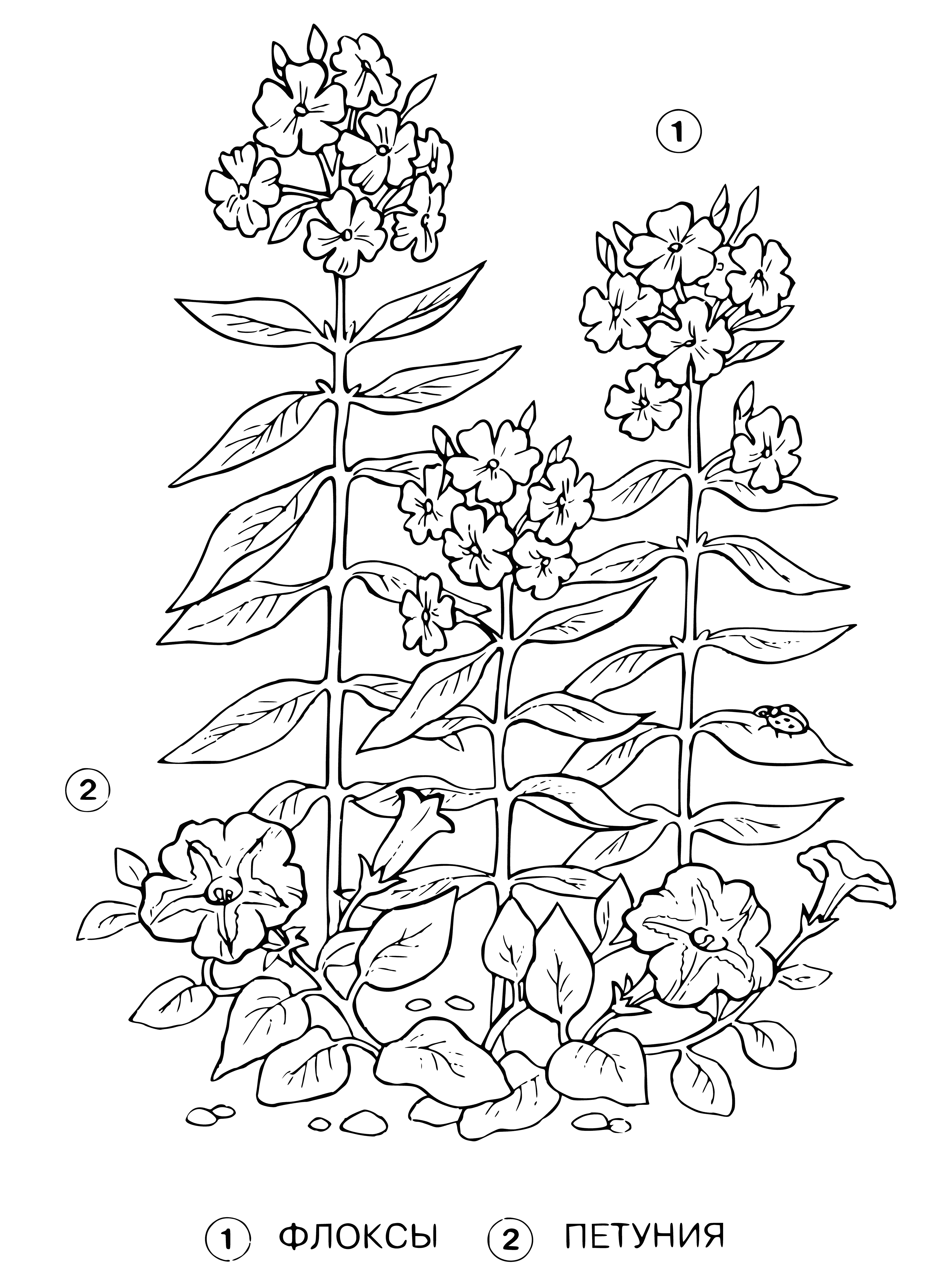 coloring page: Coloring page has yellow phlox surrounded by petunias in colors of pink, purple & white w/ yellow petals + green center.