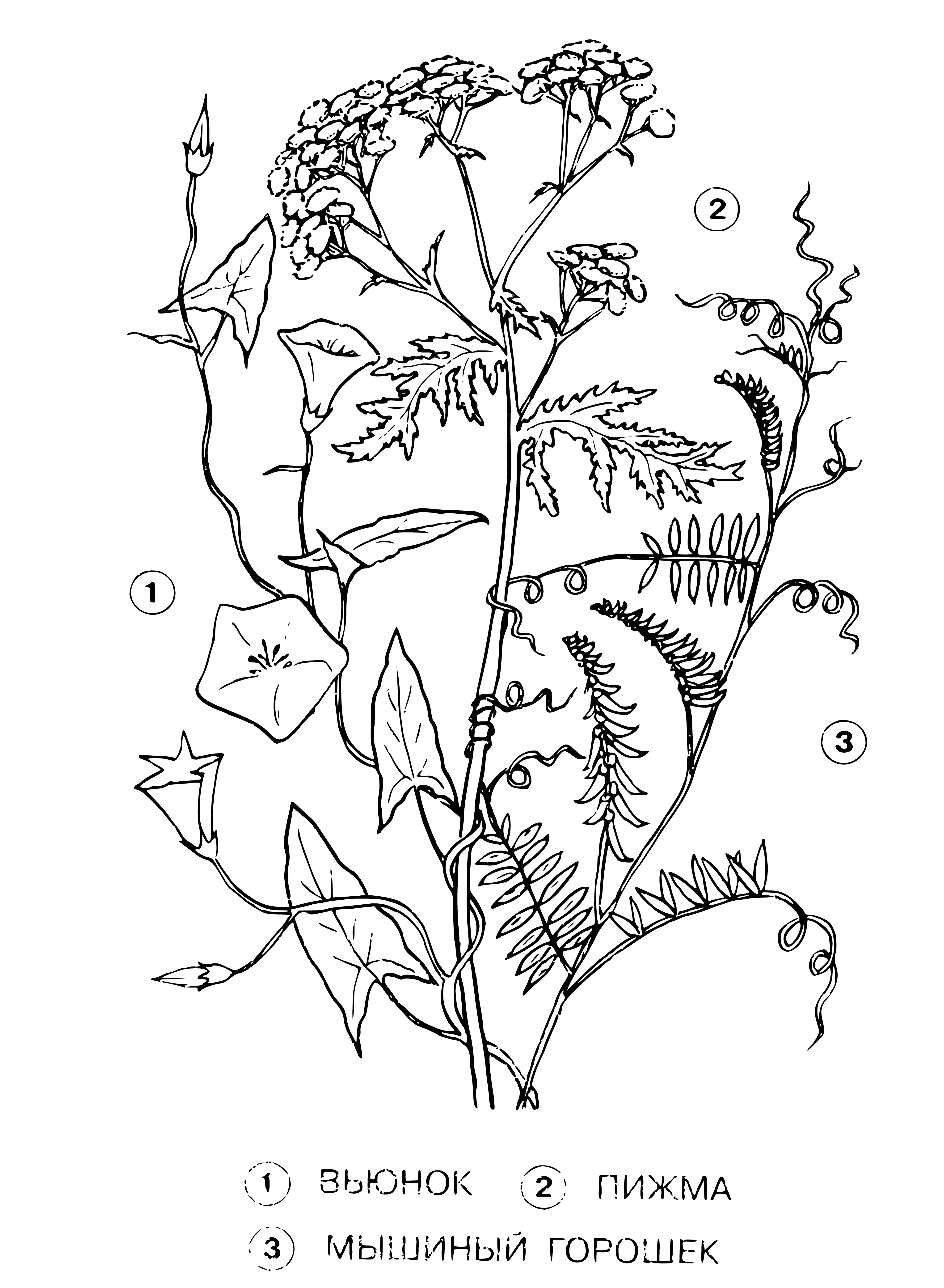 coloring page: Bindweed, tansy, and mouse peas: 3 plants w/ different leaves and flowers.