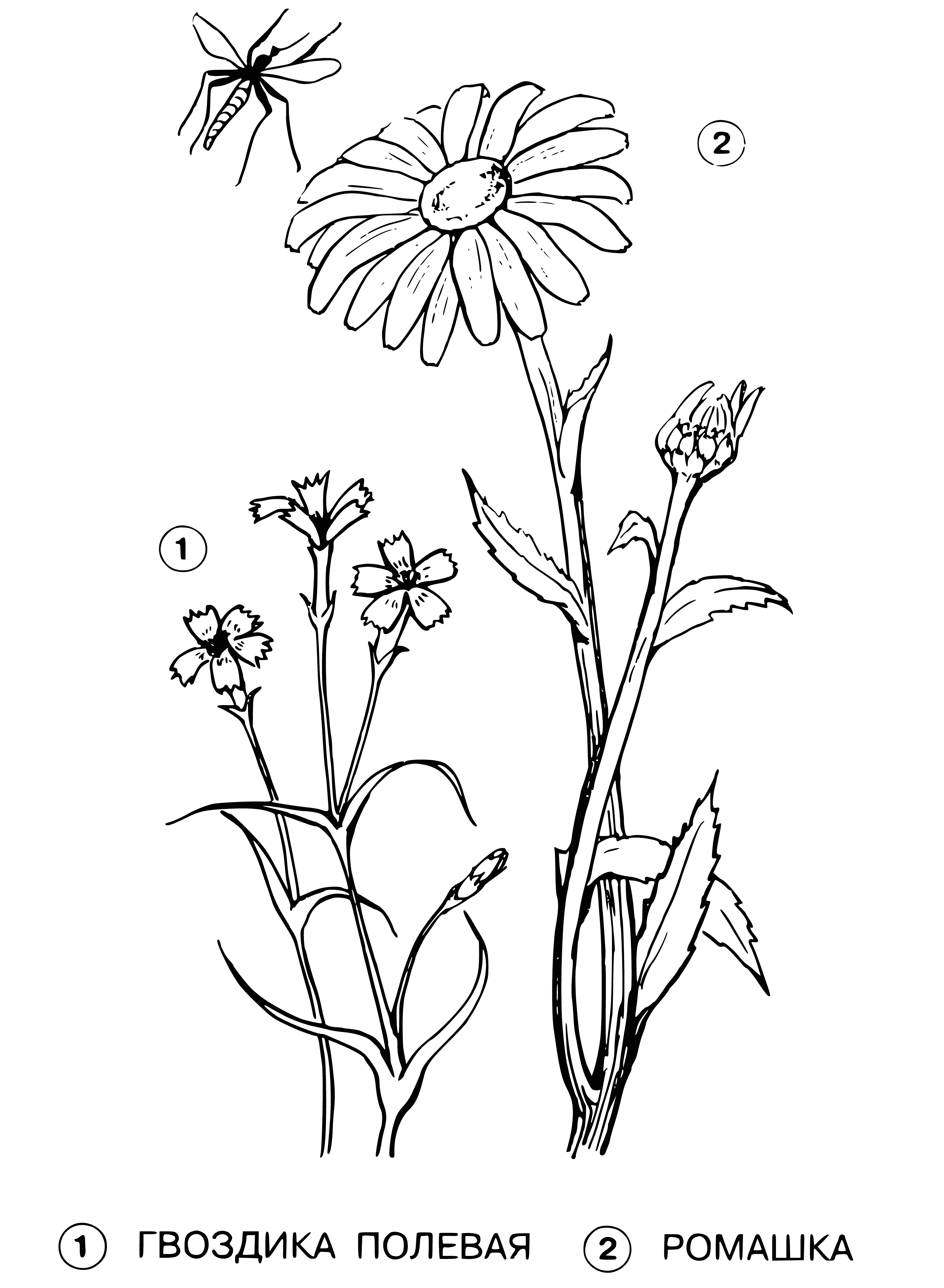 coloring page: Two types of flowers coloring paged: carnations (pink, green stem) & field chamomile (white/yellow center, green leaves).