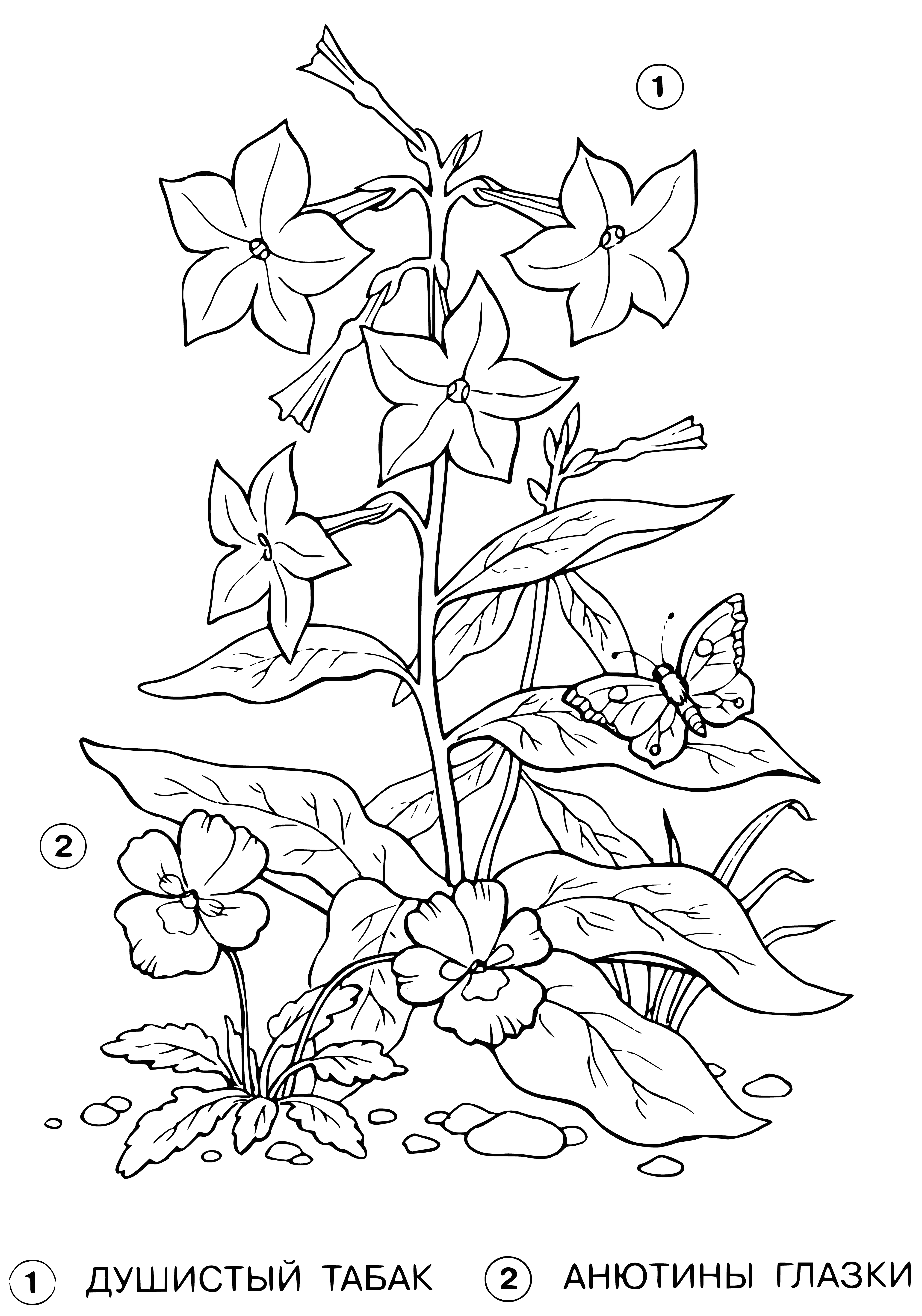 Fragrant tobacco and pansies coloring page