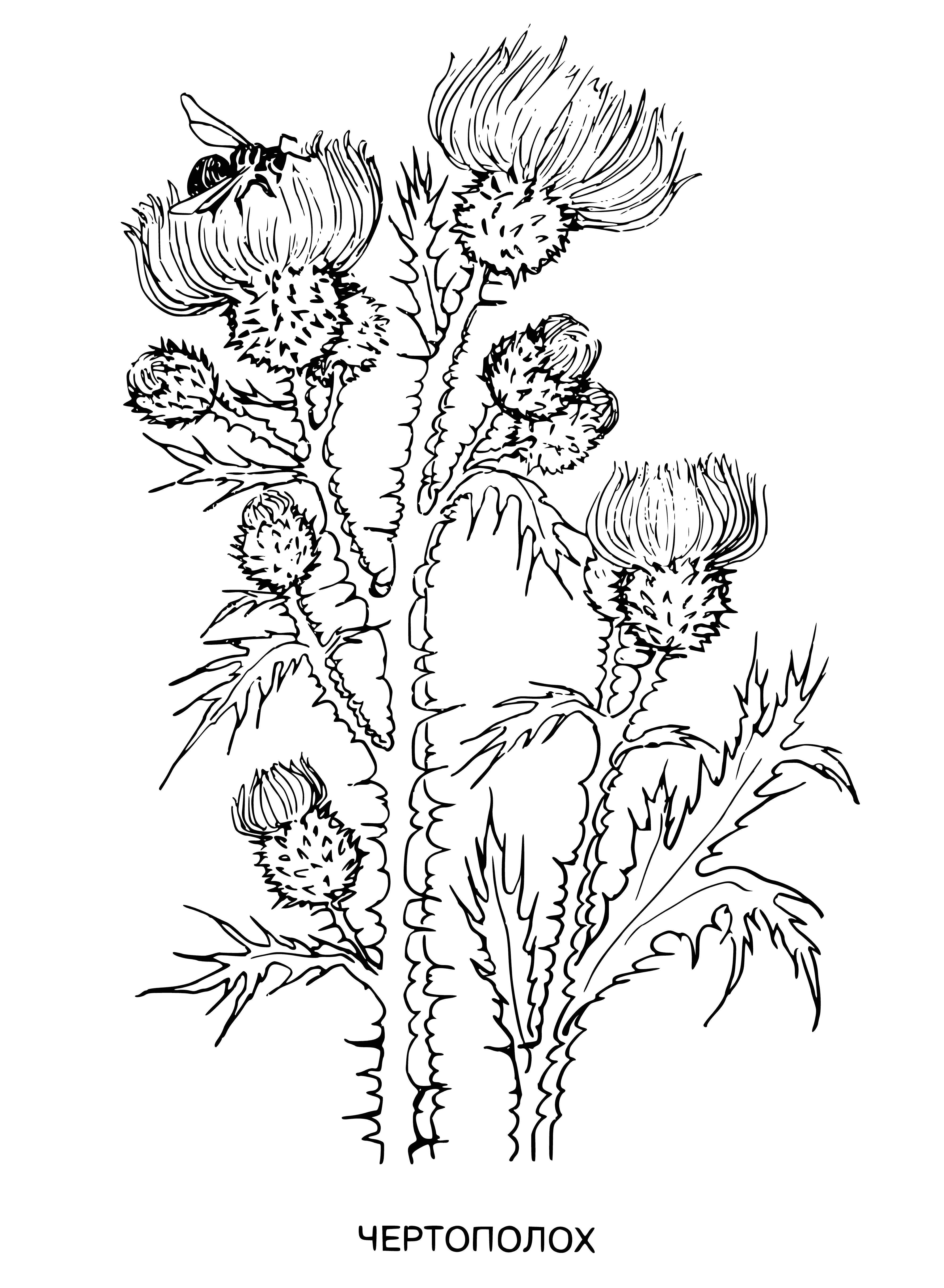 coloring page: Coloring page of a thistle with purple flower. Member of Asteraceae family. #flowers #coloringpage #thistle