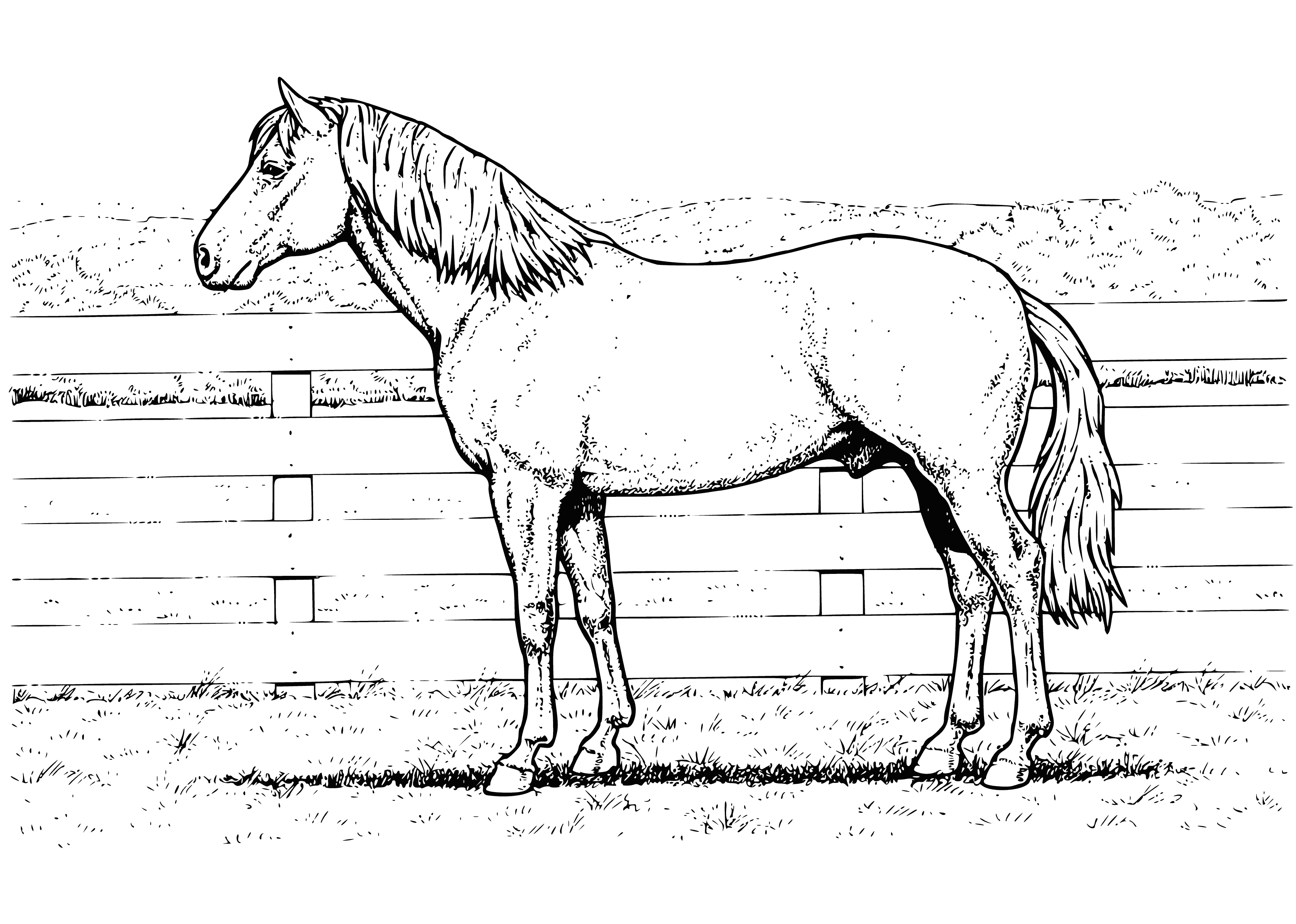coloring page: Horses evolved from small multi-toed creatures 45-55 million years ago. Herbivores, they survive on grass & other vegetation via digestive systems.