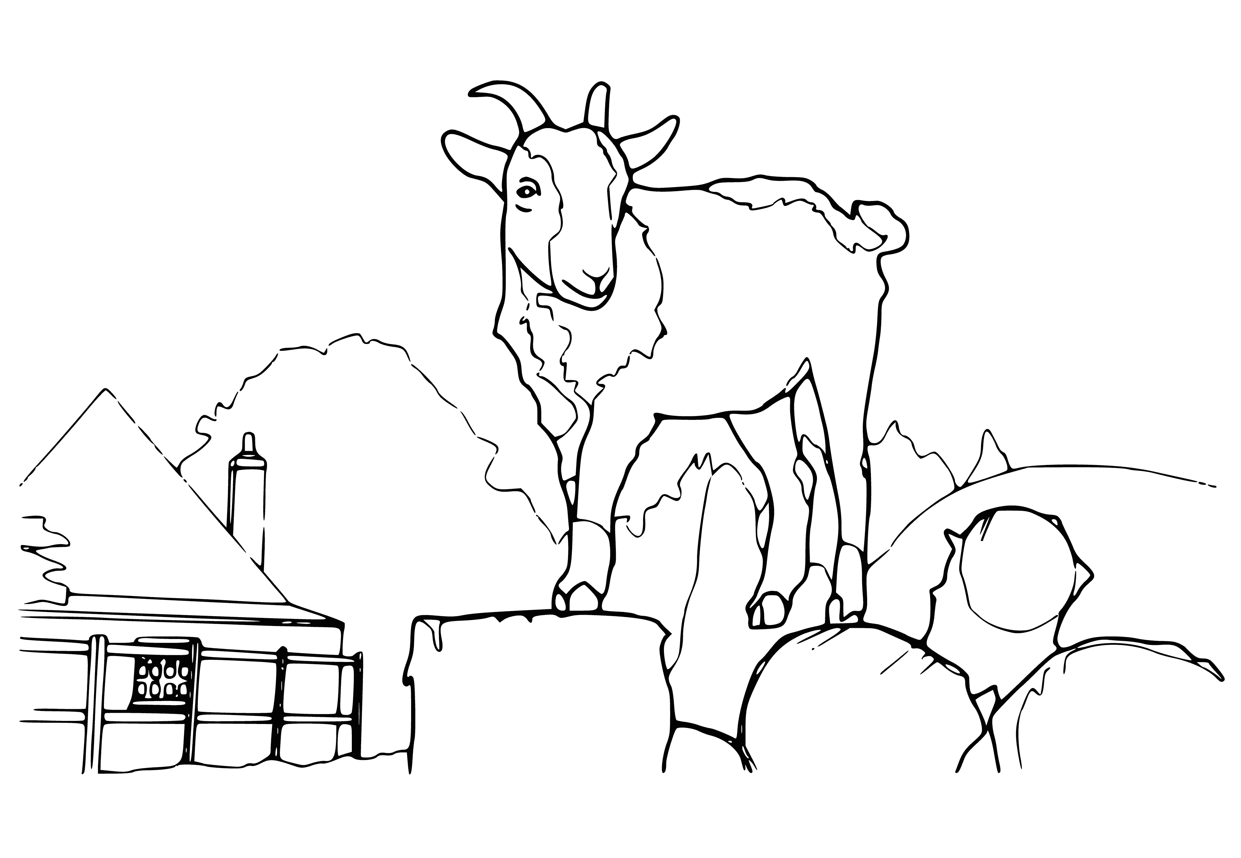 coloring page: Mountain goat with furry coat, curved horns, & dark beard stands atop a rocky outcropping, observing the view with long legs & black hooves.