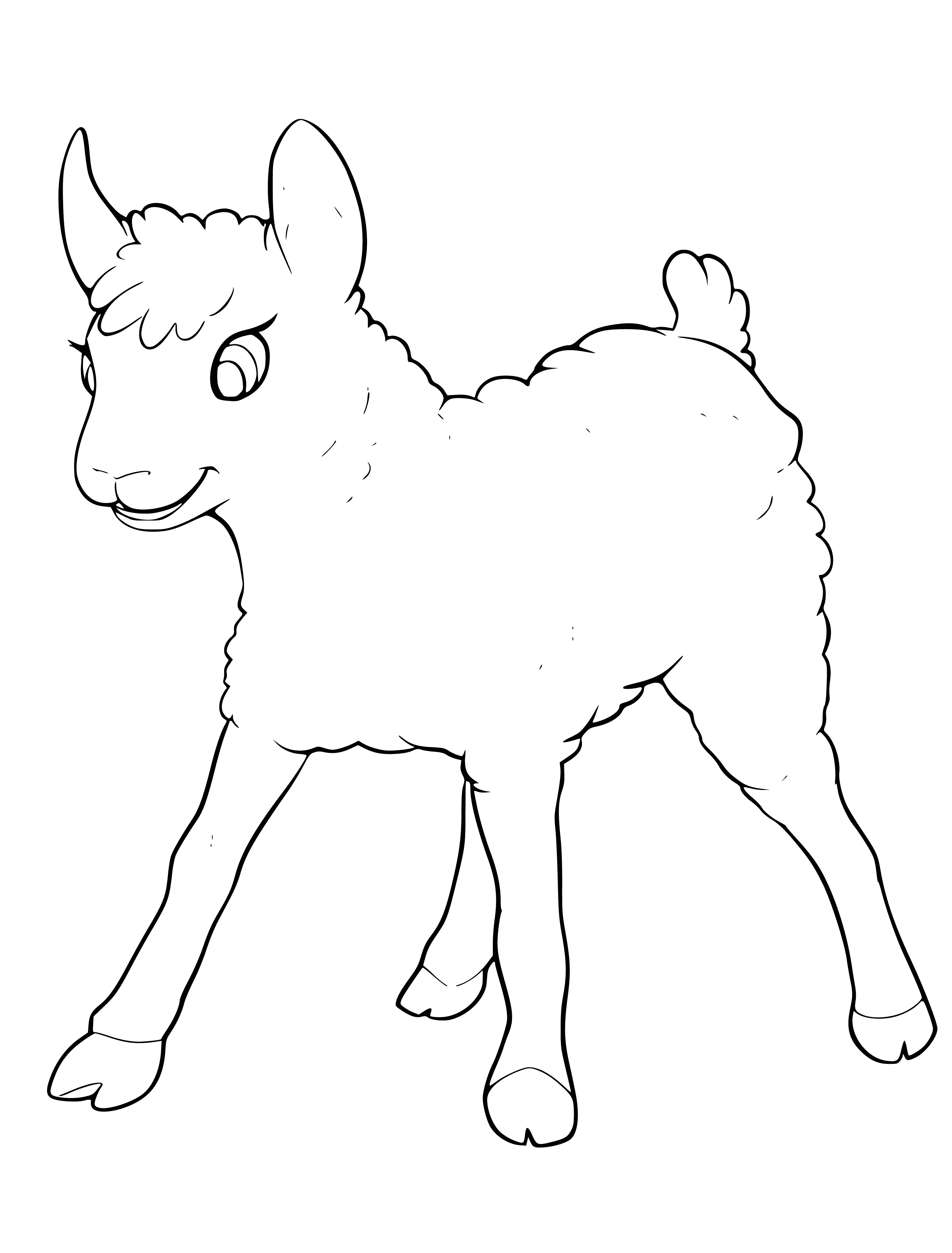 coloring page: A small white lamb stands in a field, with a black nose, hooves and a curling tail.