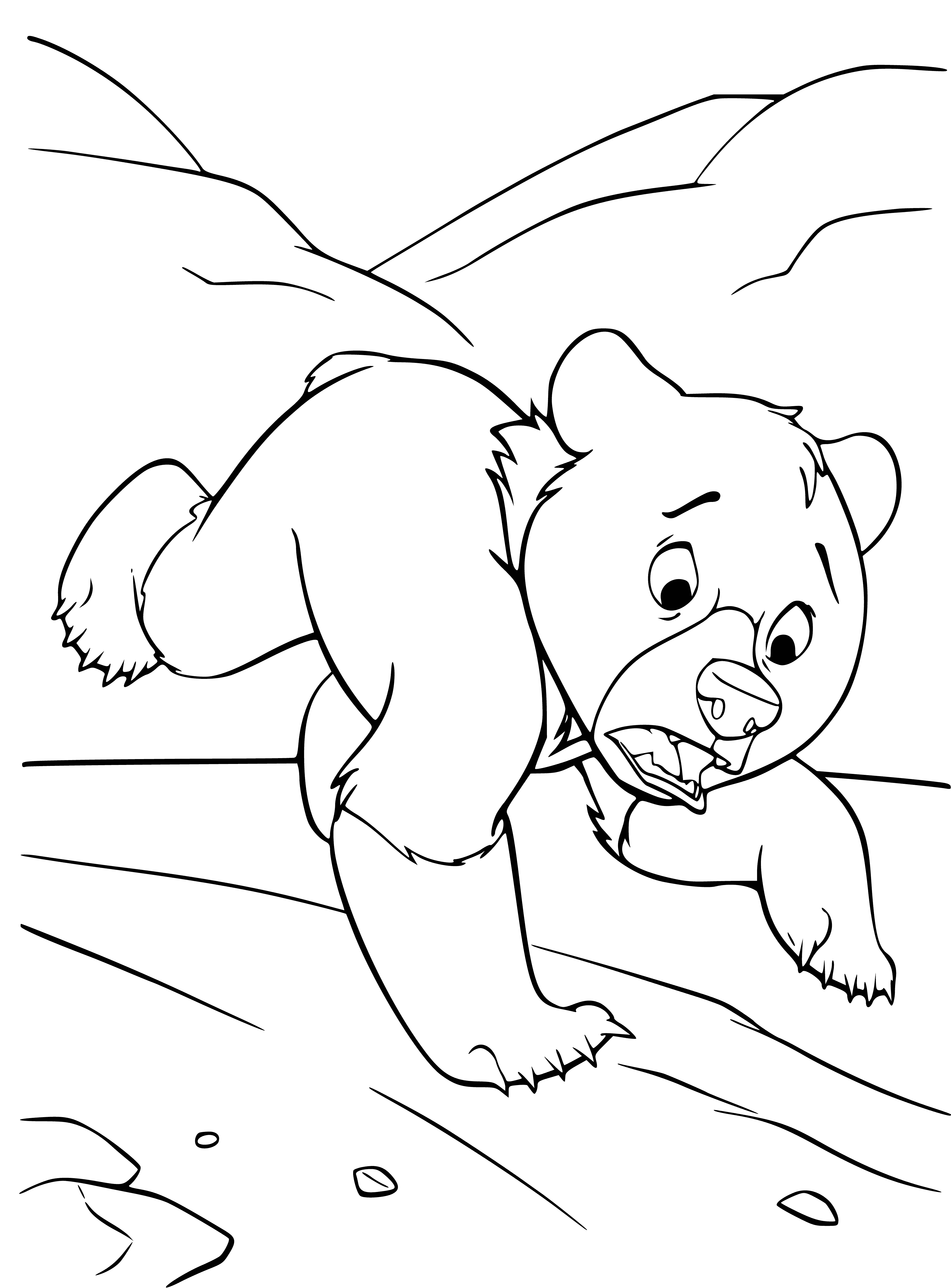 coloring page: Two bears use a computer, they both wear blue collars with a name tag that reads "Brother Bear."
