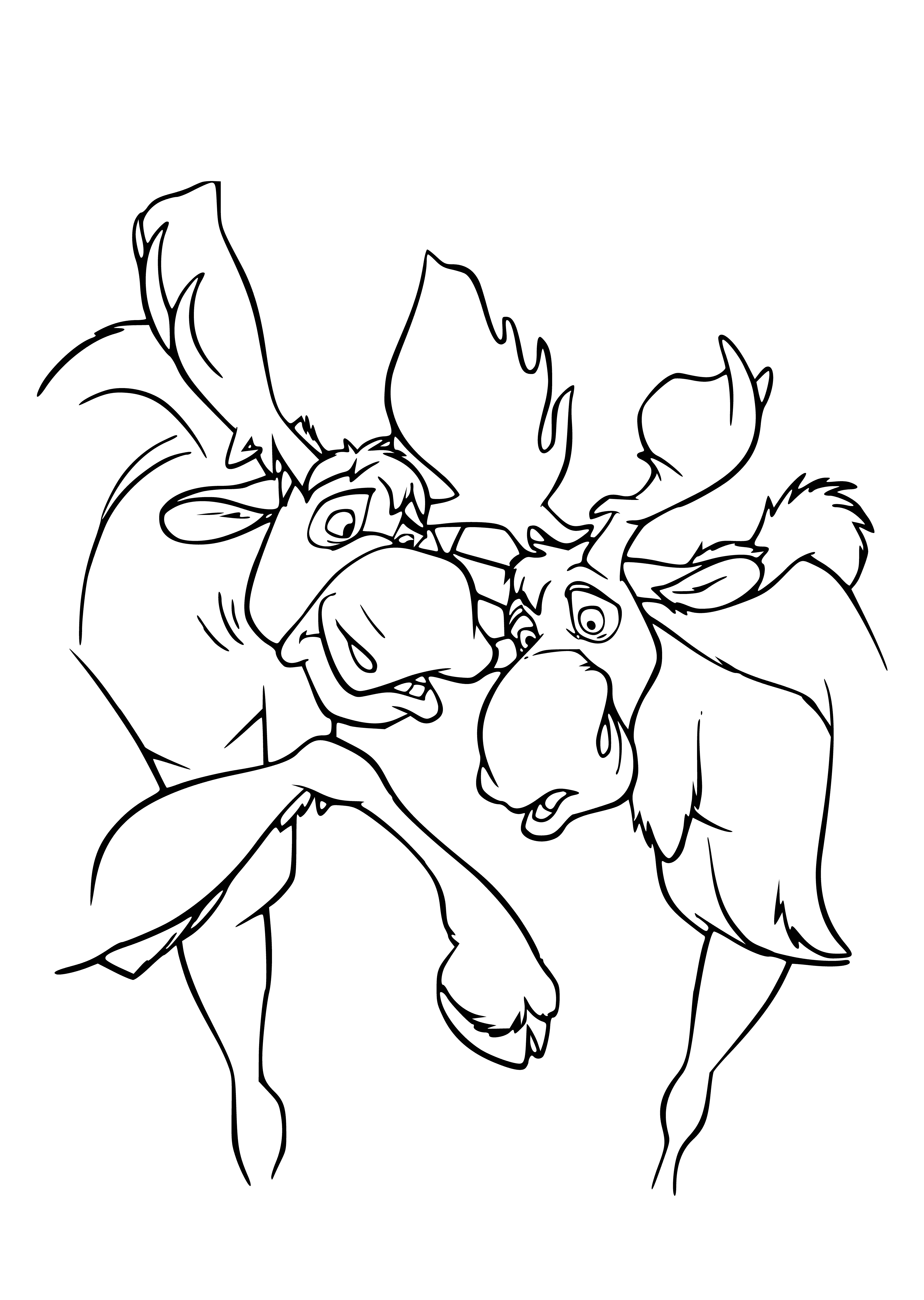 coloring page: Brother bear standing on two legs looks to left at moose standing on all fours and facing him, antlers and green background with trees.