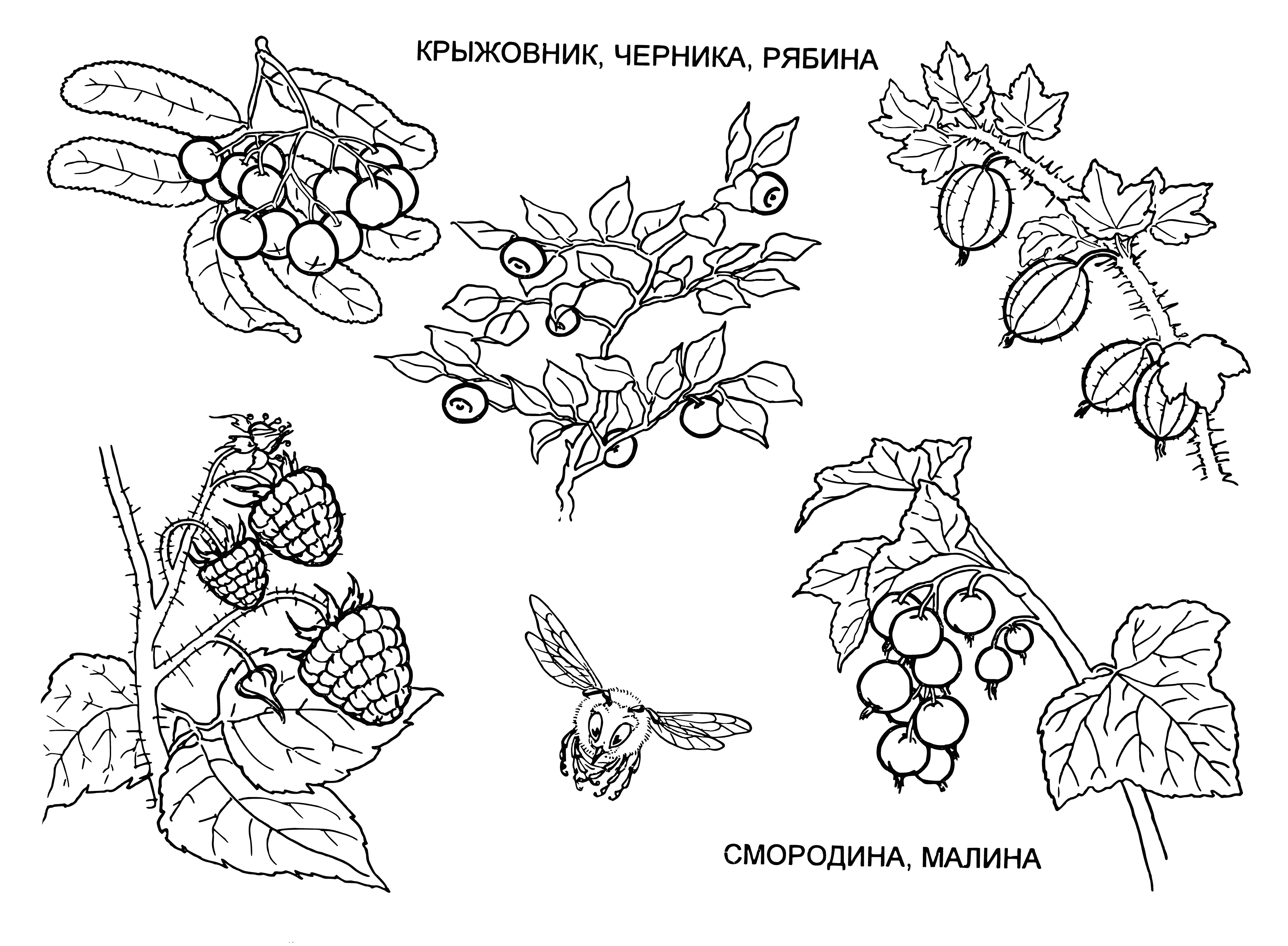coloring page: Kids will love coloring this berry-filled page! #berries #coloring #fruit