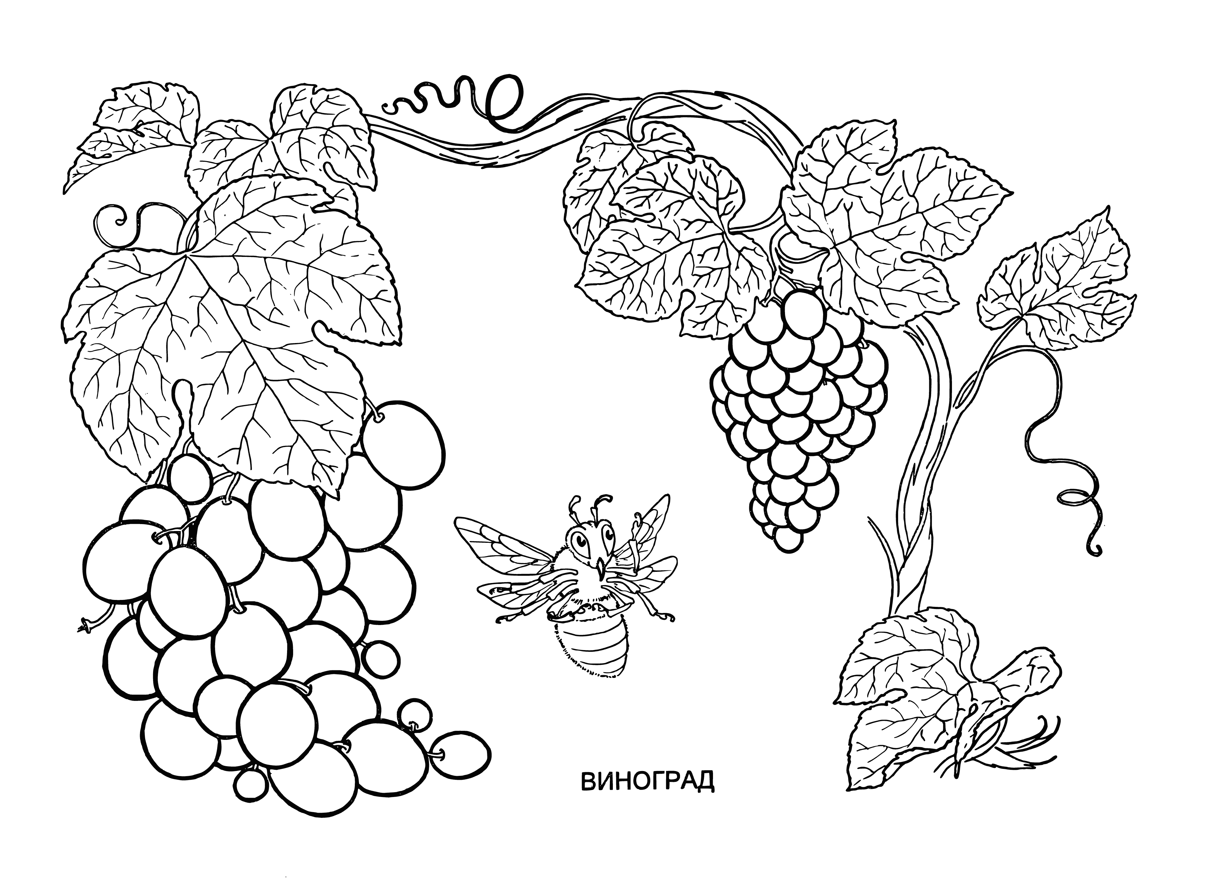 coloring page: Grape vines with entangled leaves & vines bearing green grapes in a vineyard section. #nature