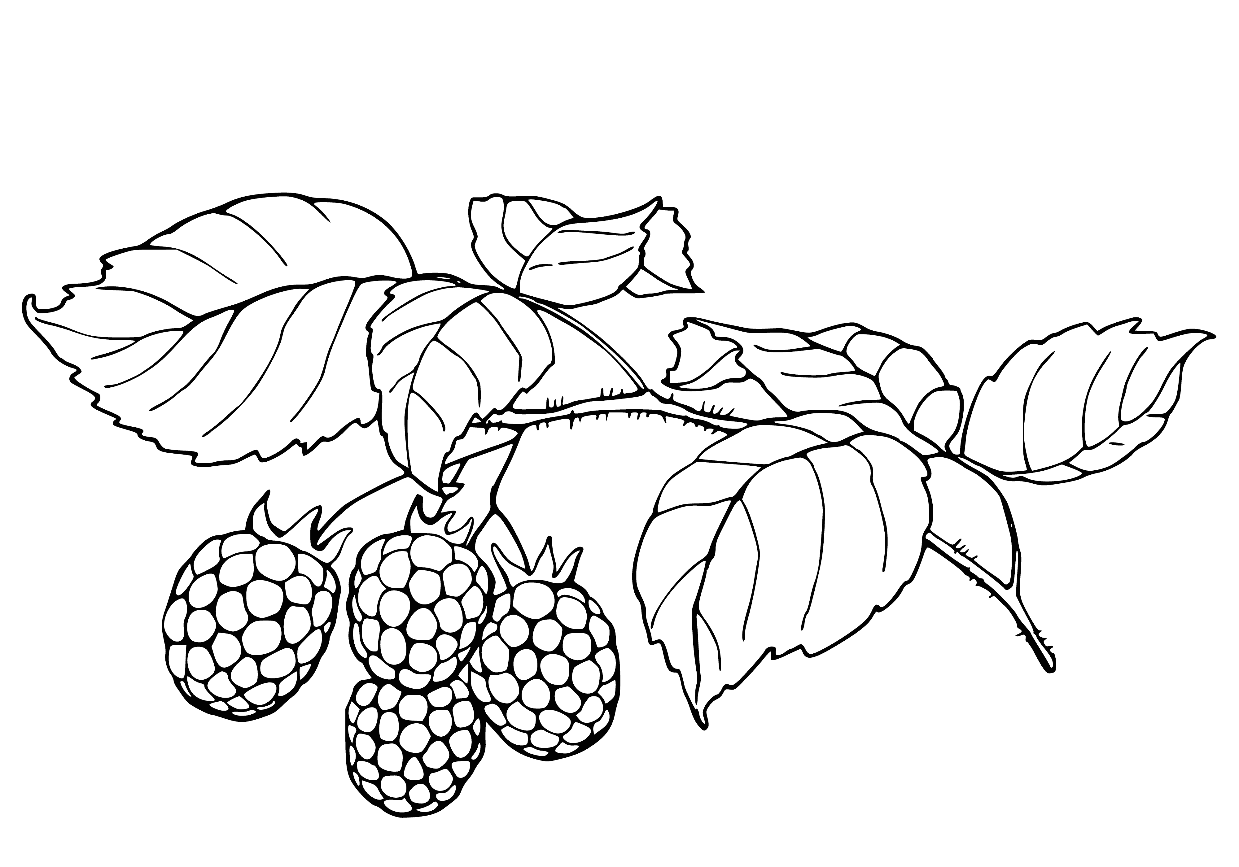 coloring page: Red raspberry bush grows berries w/ many small seeds, on leaves & thorns.