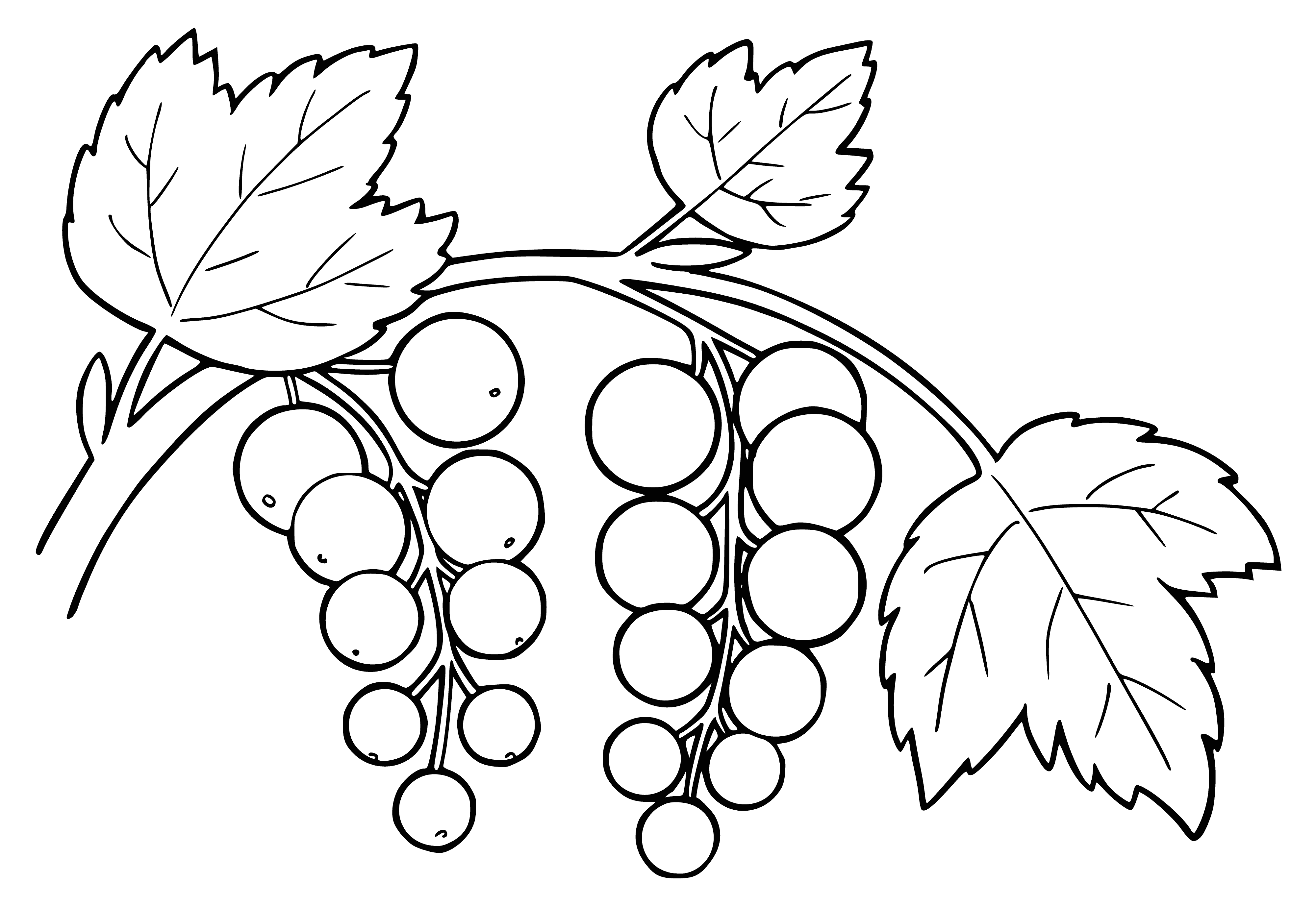 coloring page: The Currant is a small black berry used in jams and pies, with a slightly tart flavor & grown on bushes. #fruit