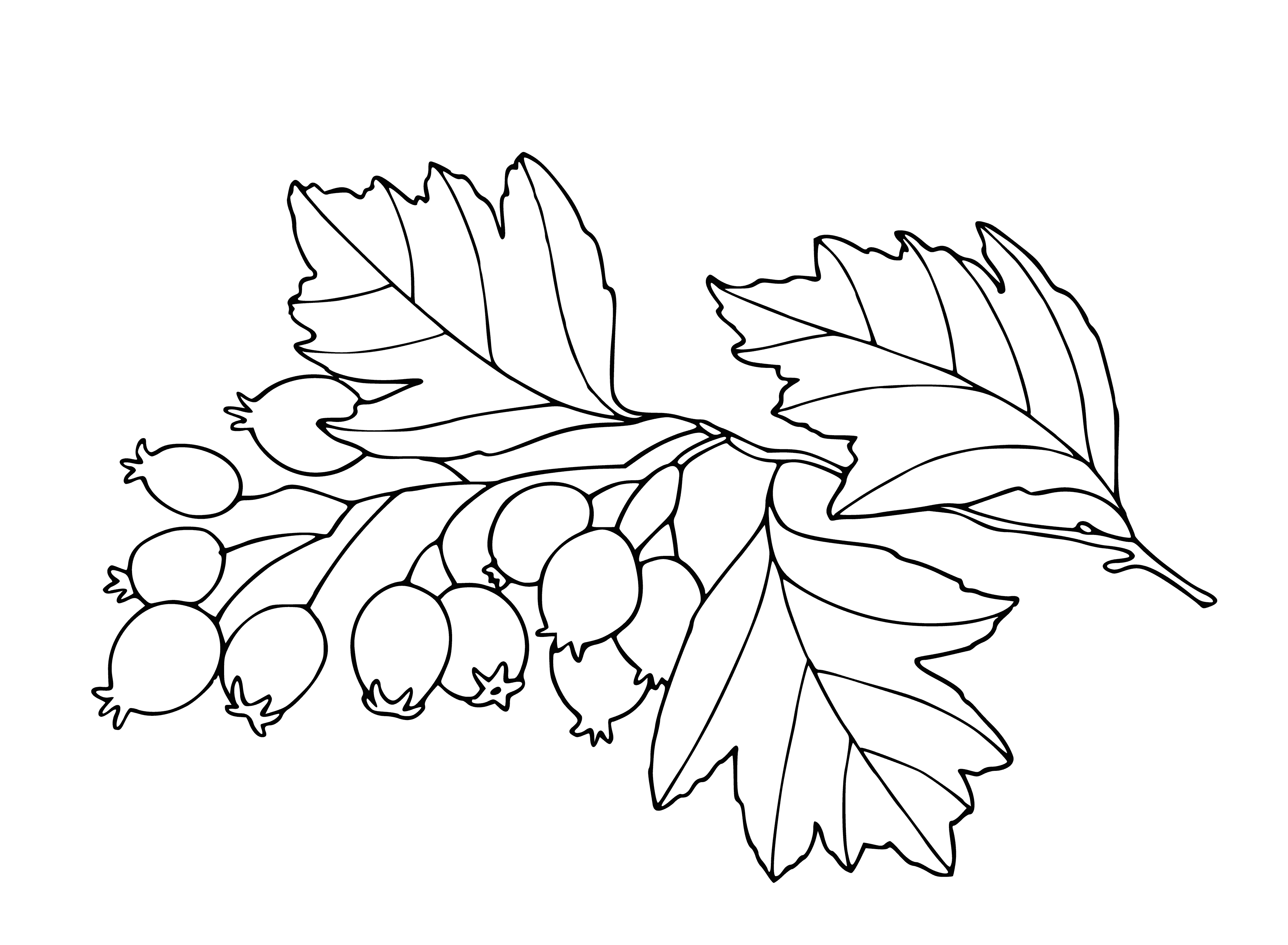 coloring page: Small, red berries in bunches on long, green stems; green leaves visible in the background.