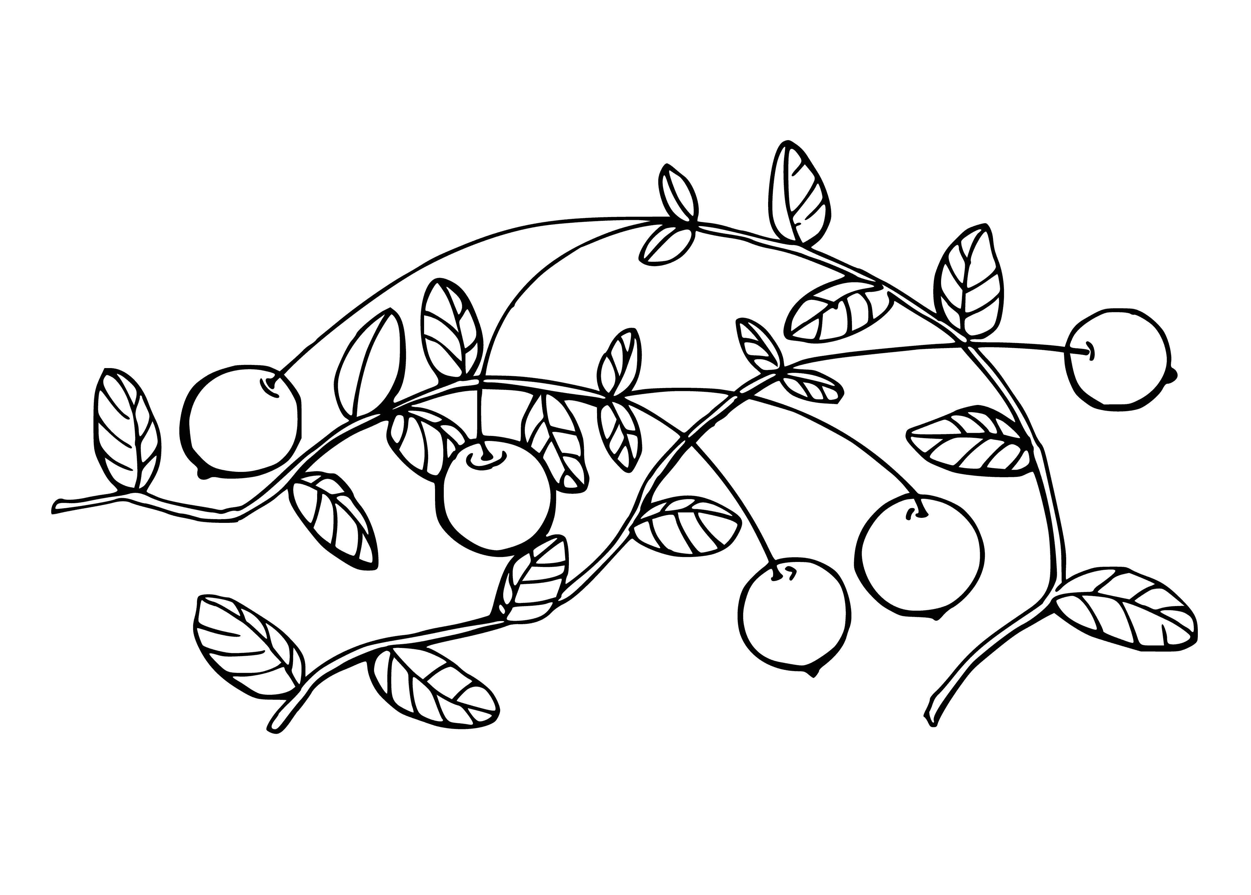 coloring page: Cranberries are small, round, sour berries that are red in color. Used in baking & to make juice.