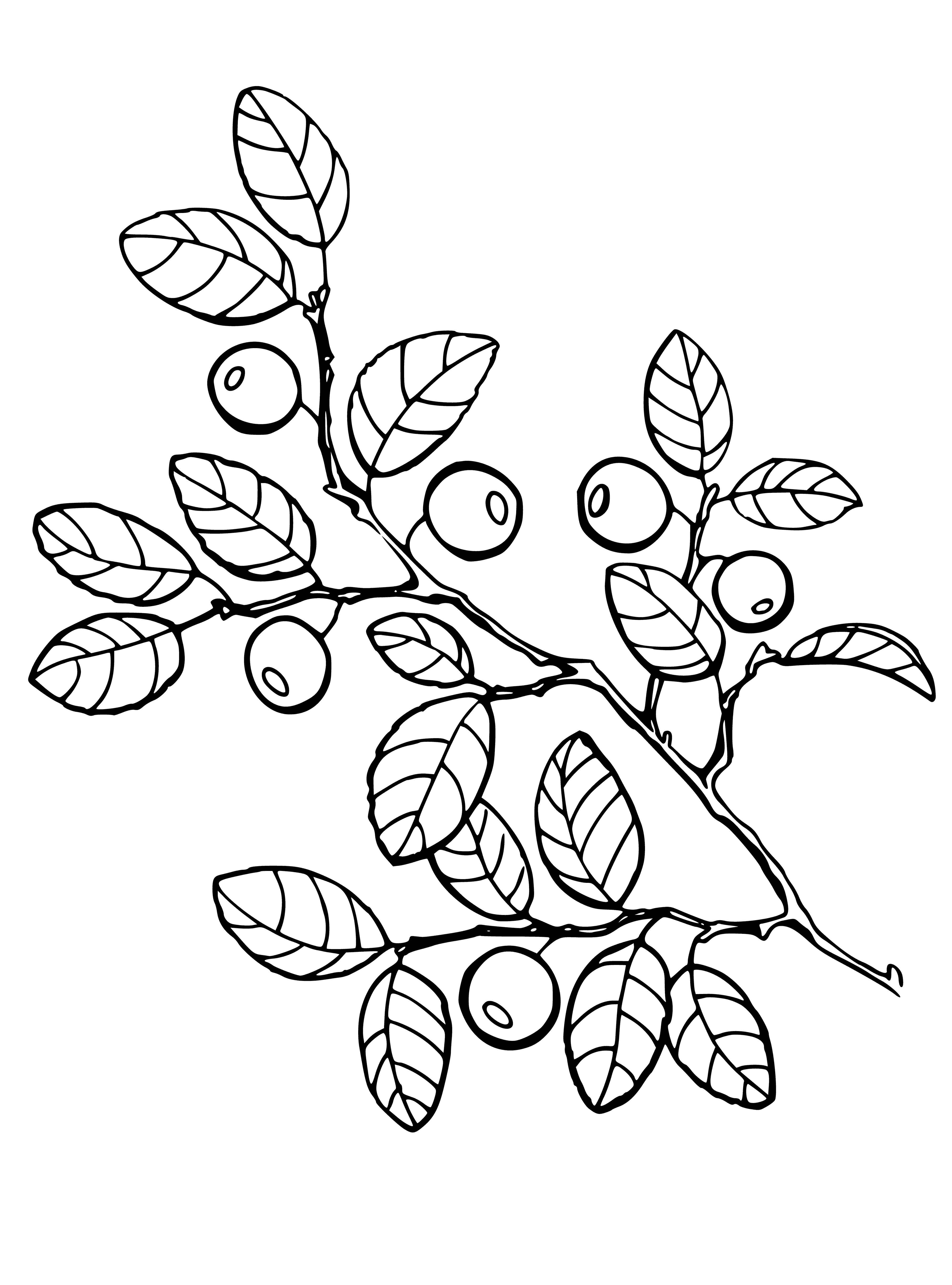 coloring page: Small, dark blue berries clustered on a thin, woody stem with oval-shaped green leaves.