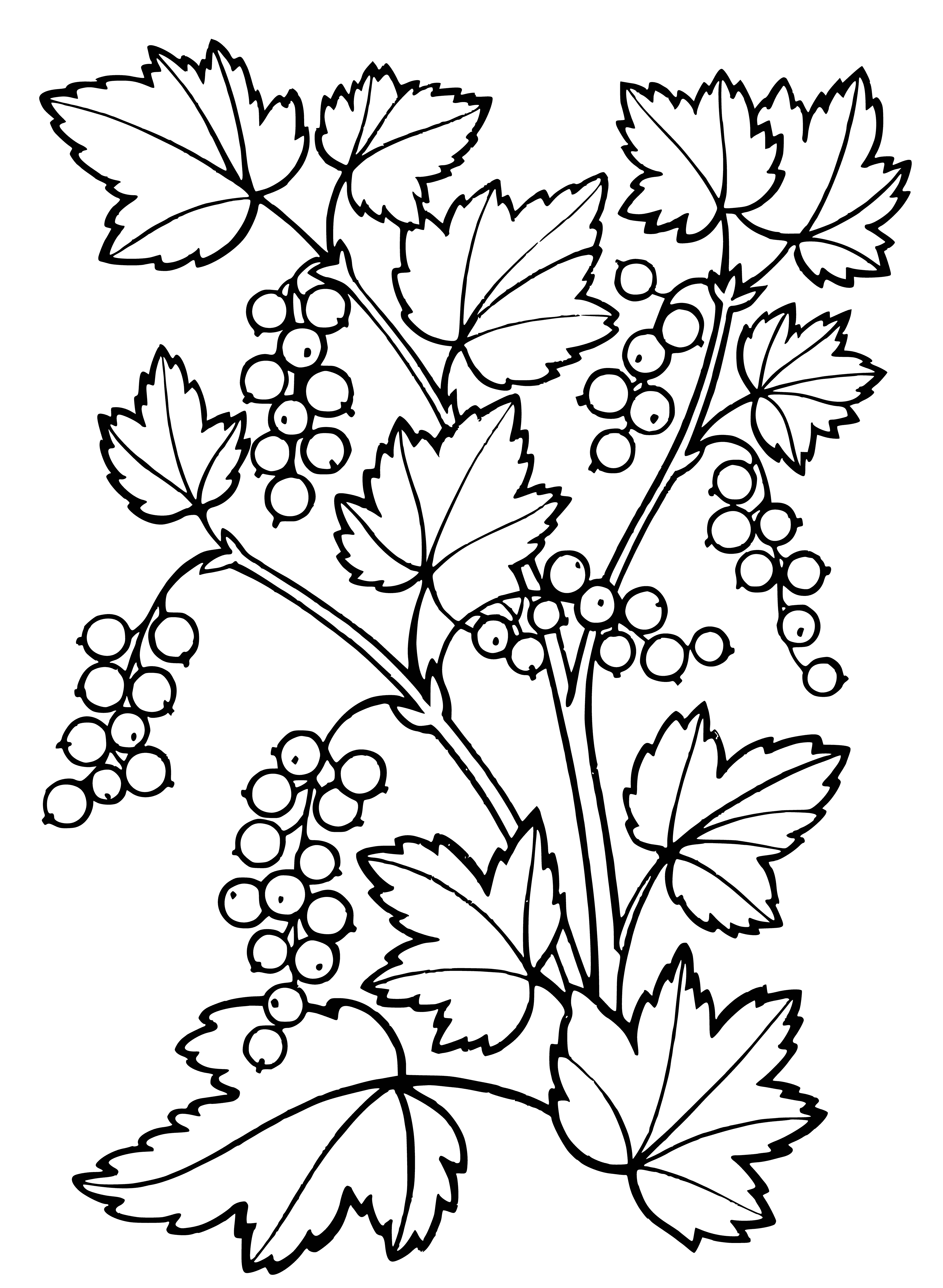 coloring page: A currant bush with long, thin branches and small black berries, some turning red. Leaves are small and oval-shaped.