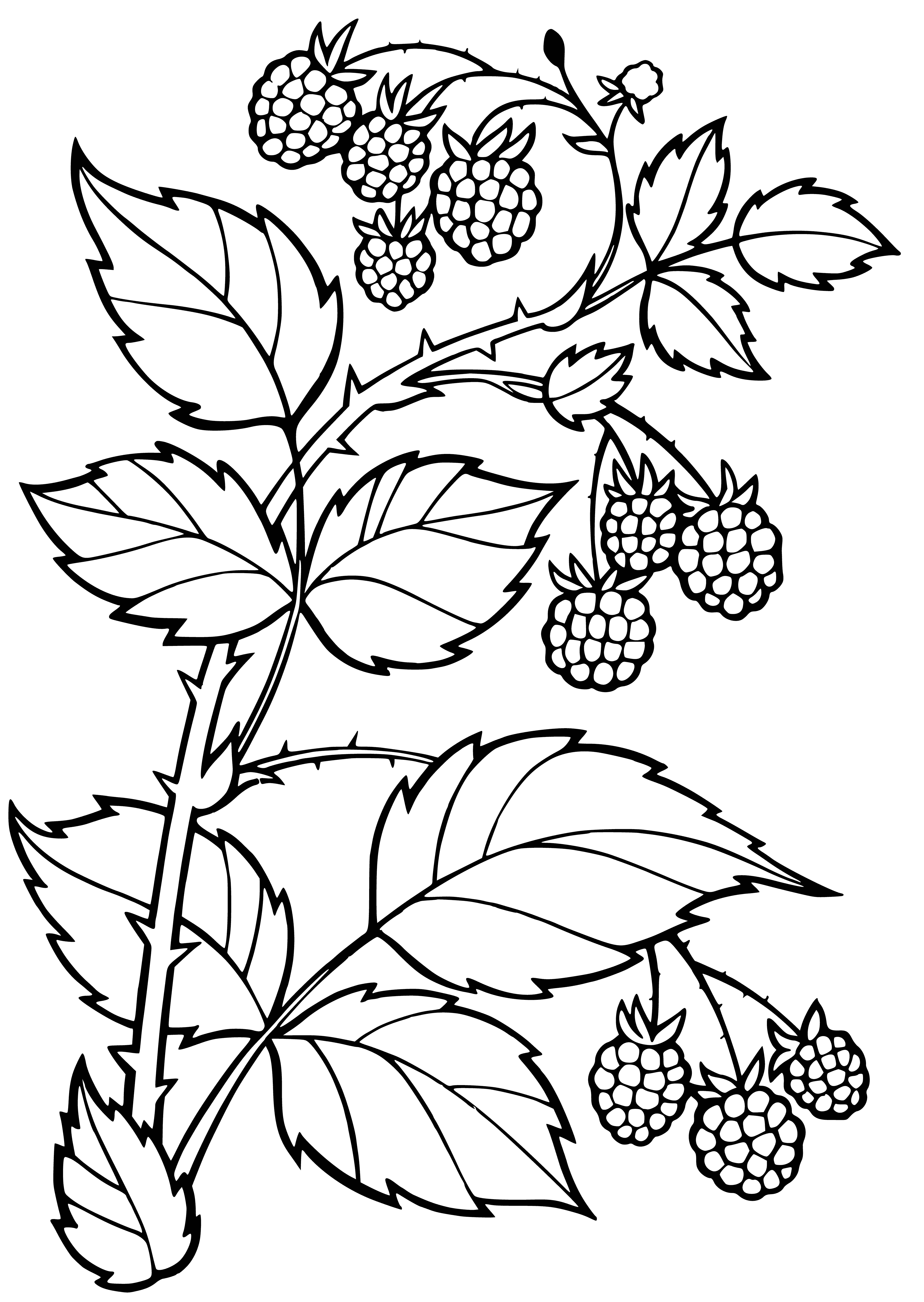 coloring page: Branch with green leaves & red berries - some fallen on the ground. #ColoringPage