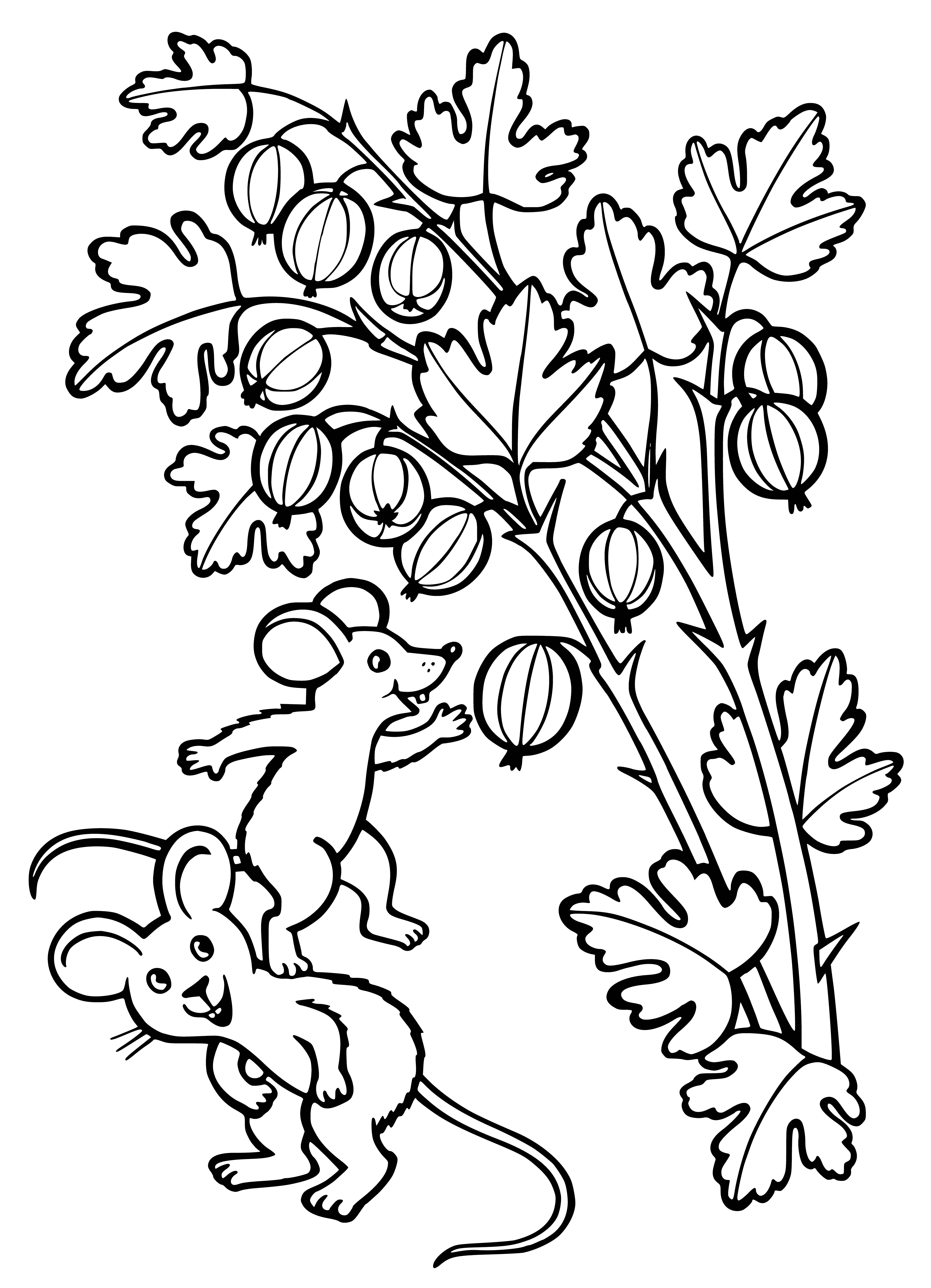 Gooseberry coloring page