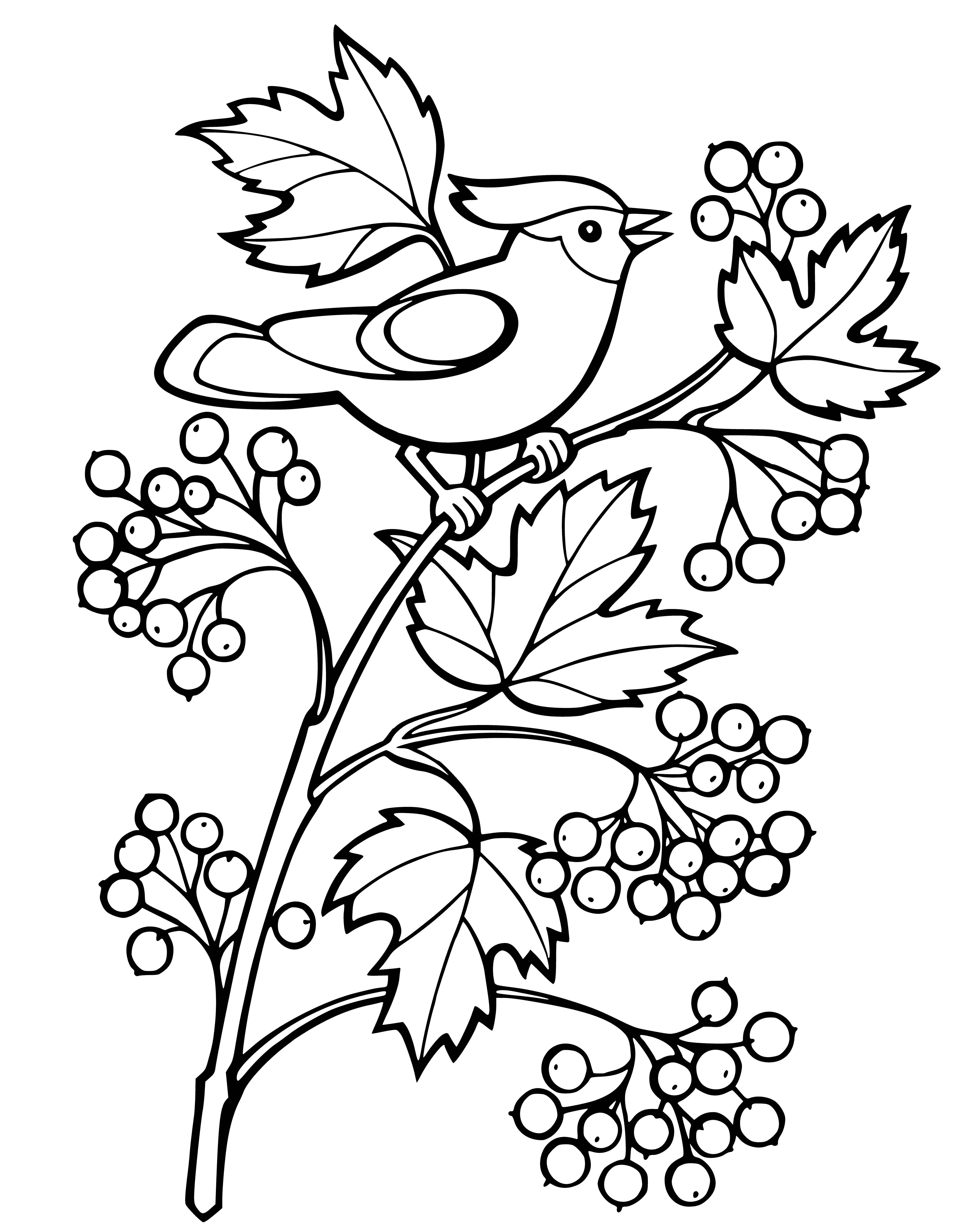 coloring page: Bush with white flower clusters, small leaves, and green-to-red berries.
