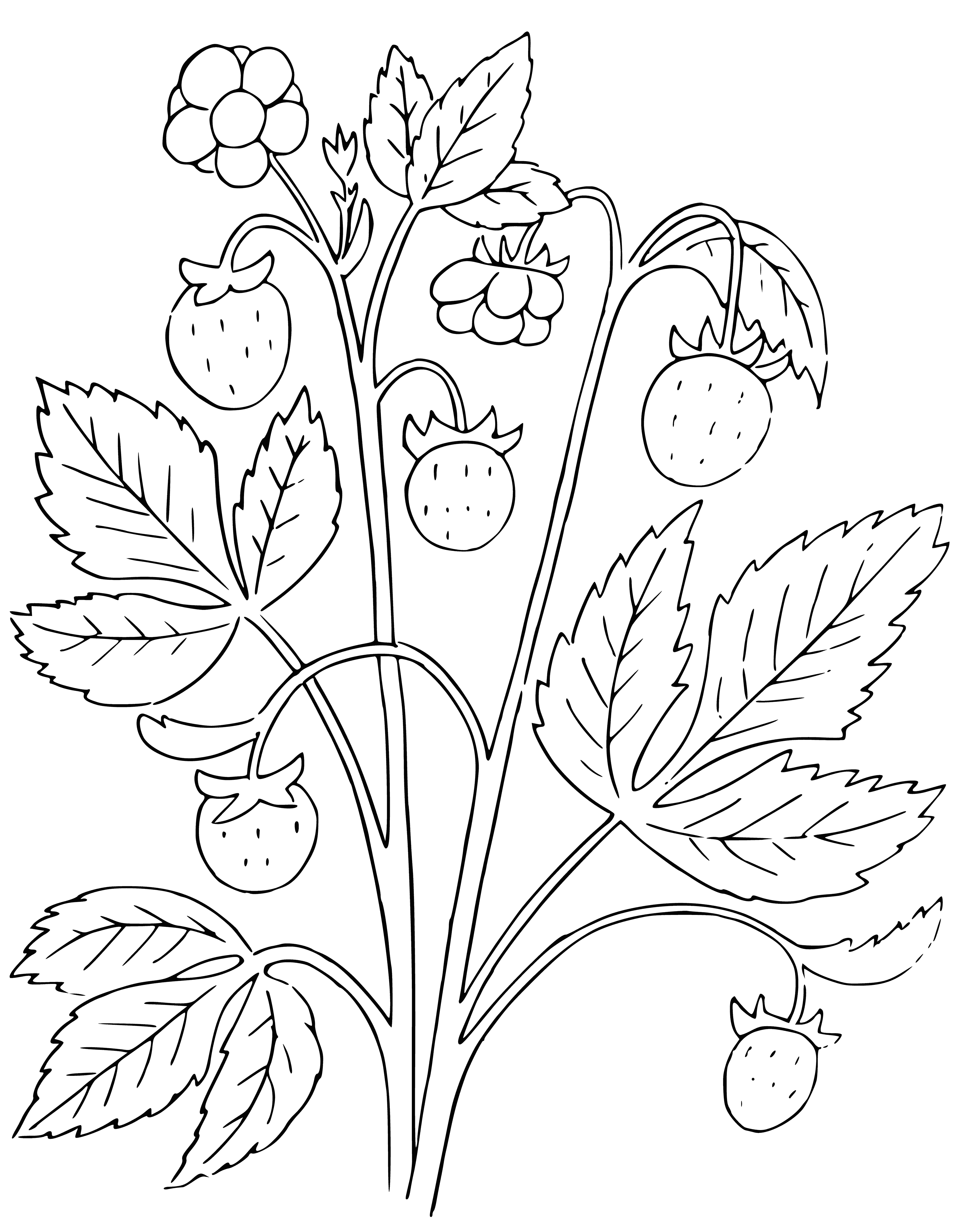 coloring page: Colorful strawberries on a green plant, ripe & ready to eat! #colorful #strawberries