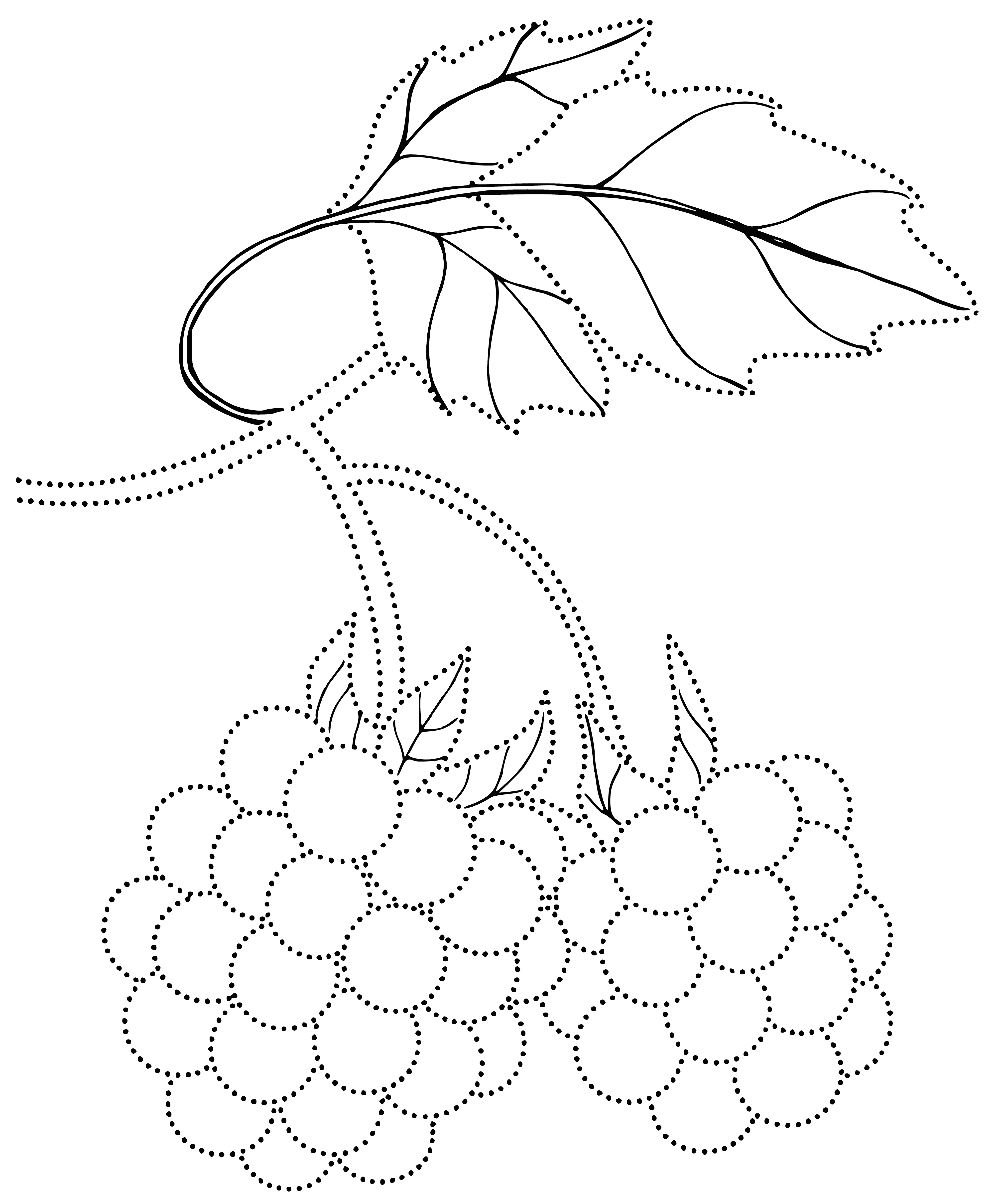 coloring page: Cluster of red berries with seeds outside, likely sweet & tangy.