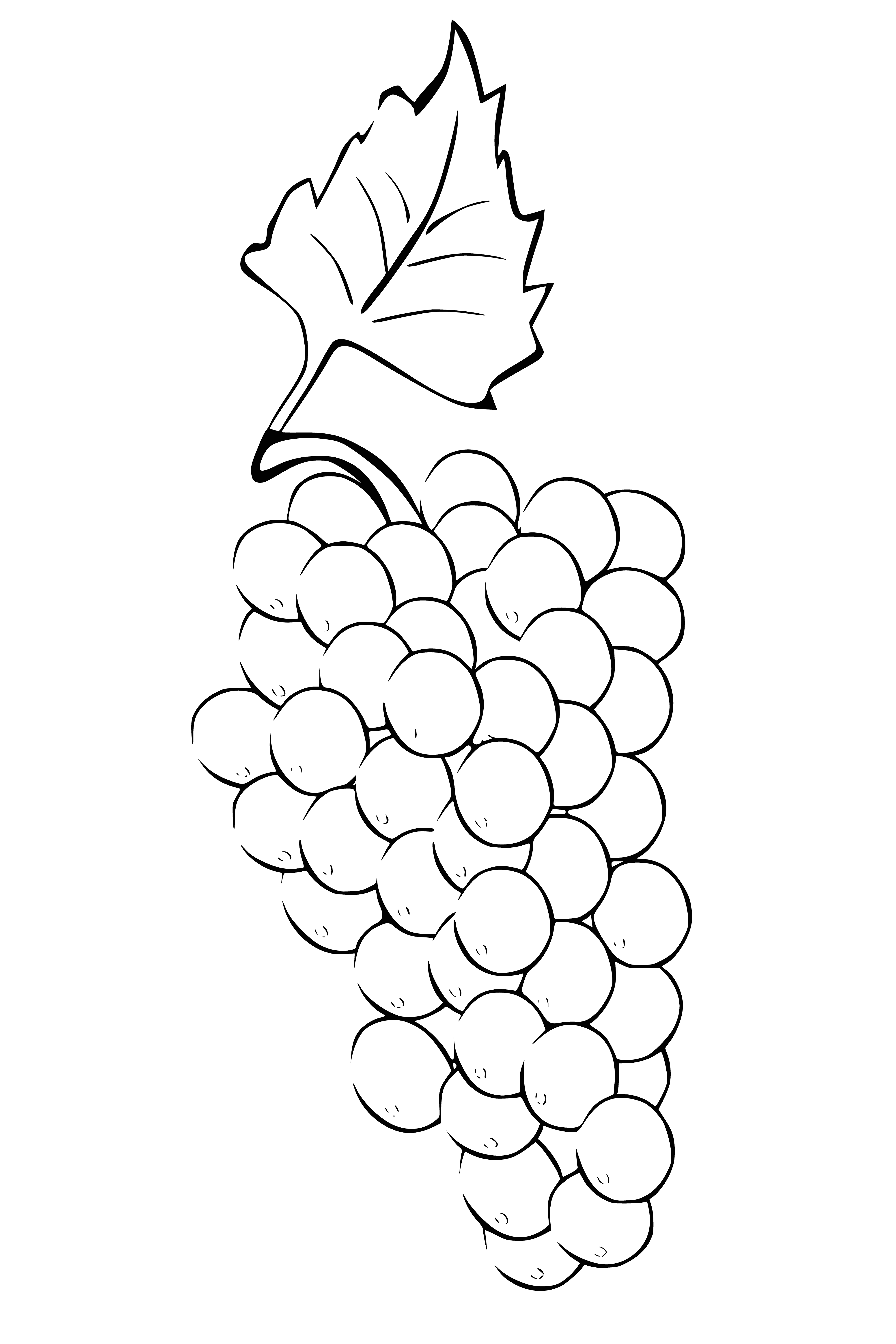 coloring page: Cluster of green grapes on thin stem, round & glossy, attached to long green vine.