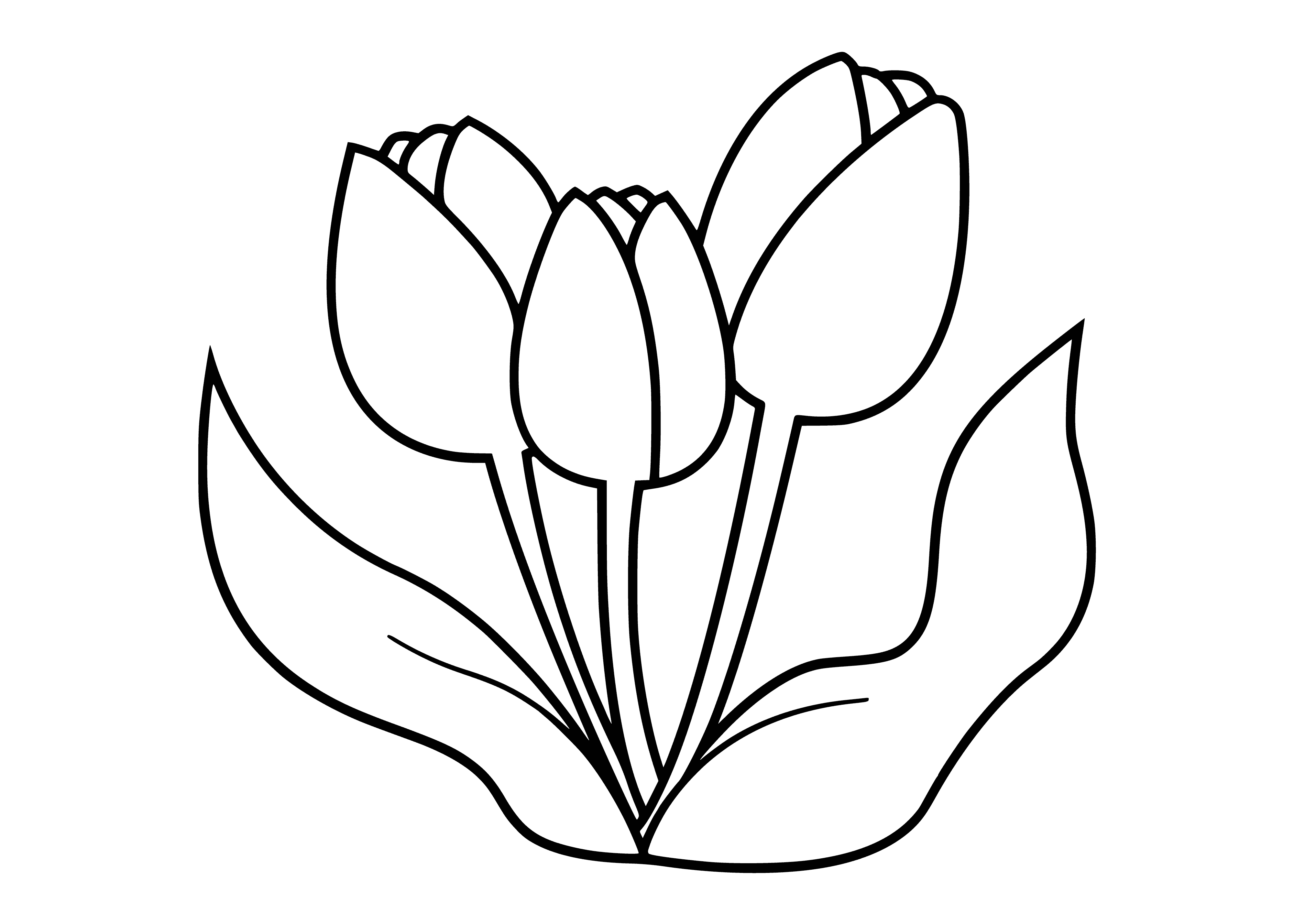 coloring page: Tulips have colorful petals, usually found in gardens and fields, varying from white to yellow to pink to red.