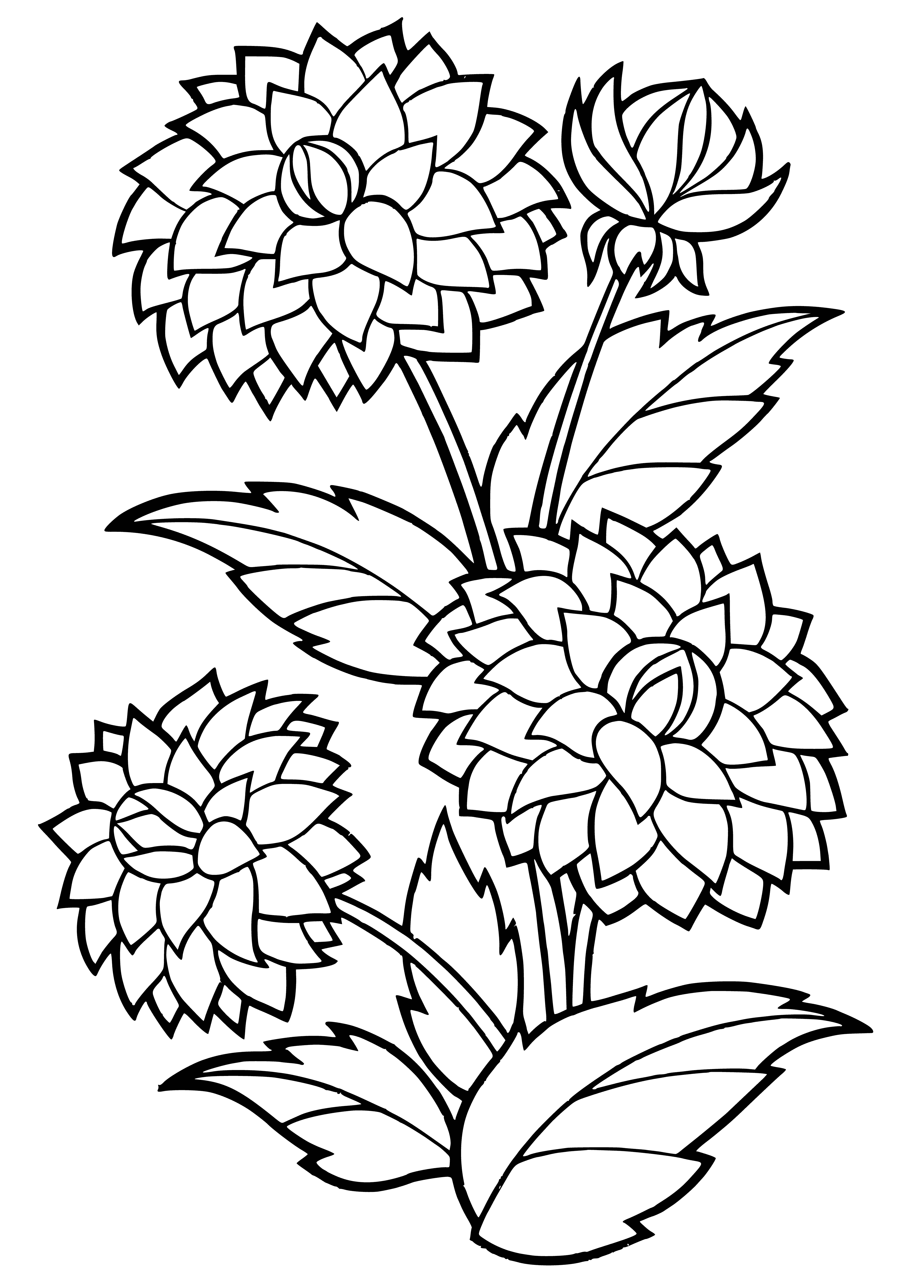 coloring page: A dahlia is a bright Mexican flower w/ vibrant petals & unique shapes - perfect for brightening up summer & fall gardens.