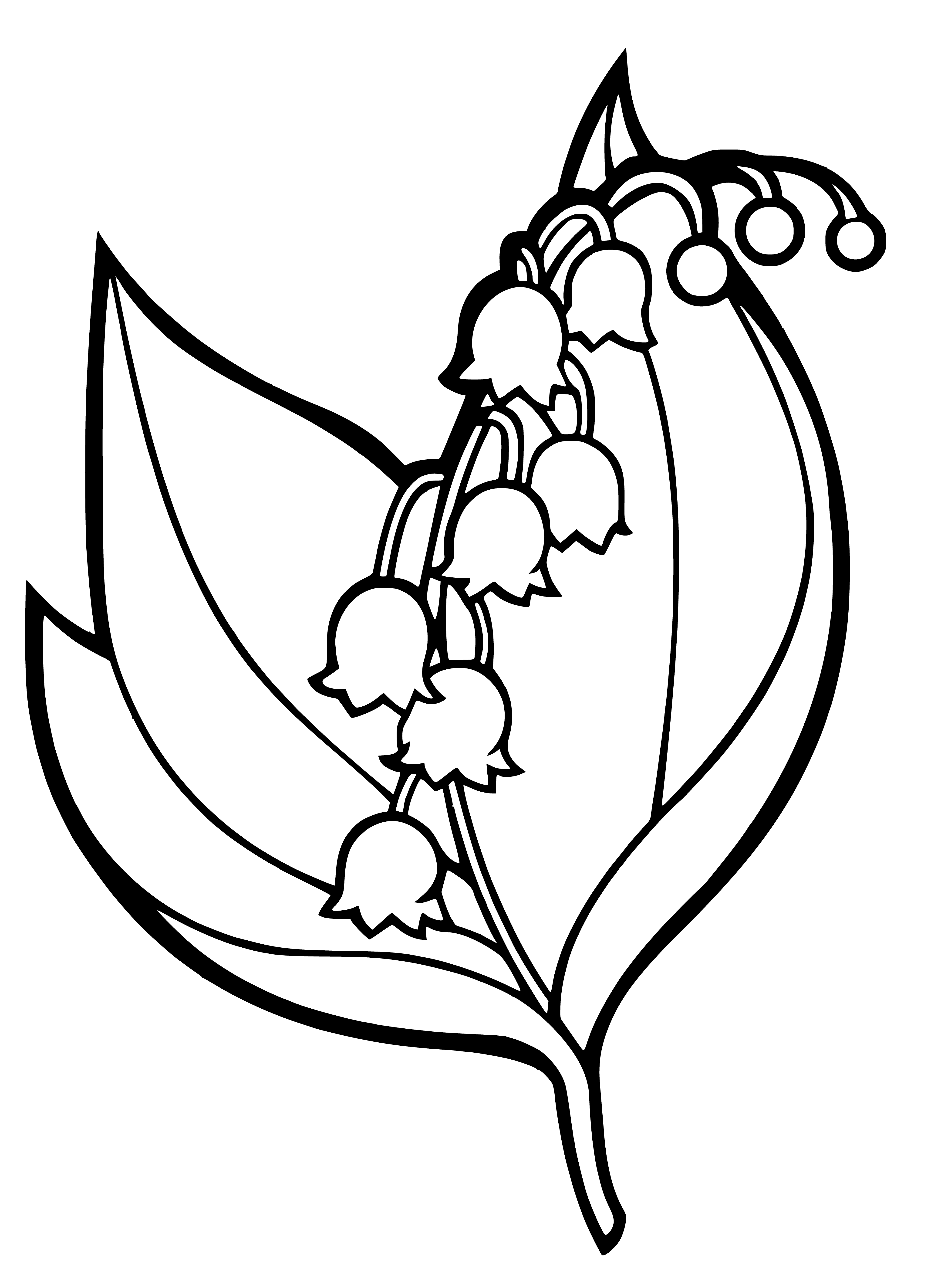 coloring page: Flower coloring page of lily of the valley: white w/ long stem, green leaves & sweet smell. #coloring #lilyofthevalley
