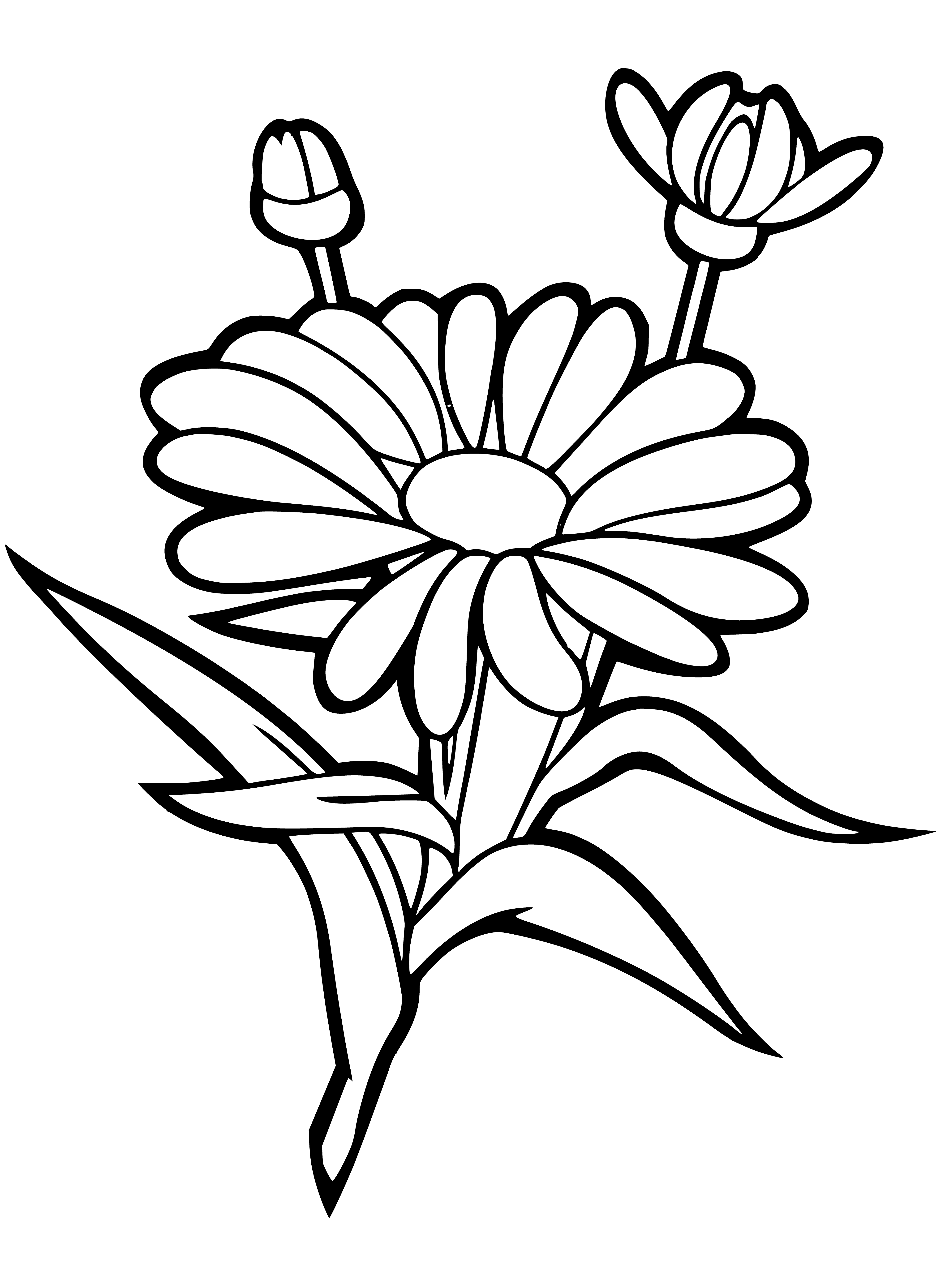 coloring page: Small, daisy-like flower with yellow center, white petals & a strong smell.