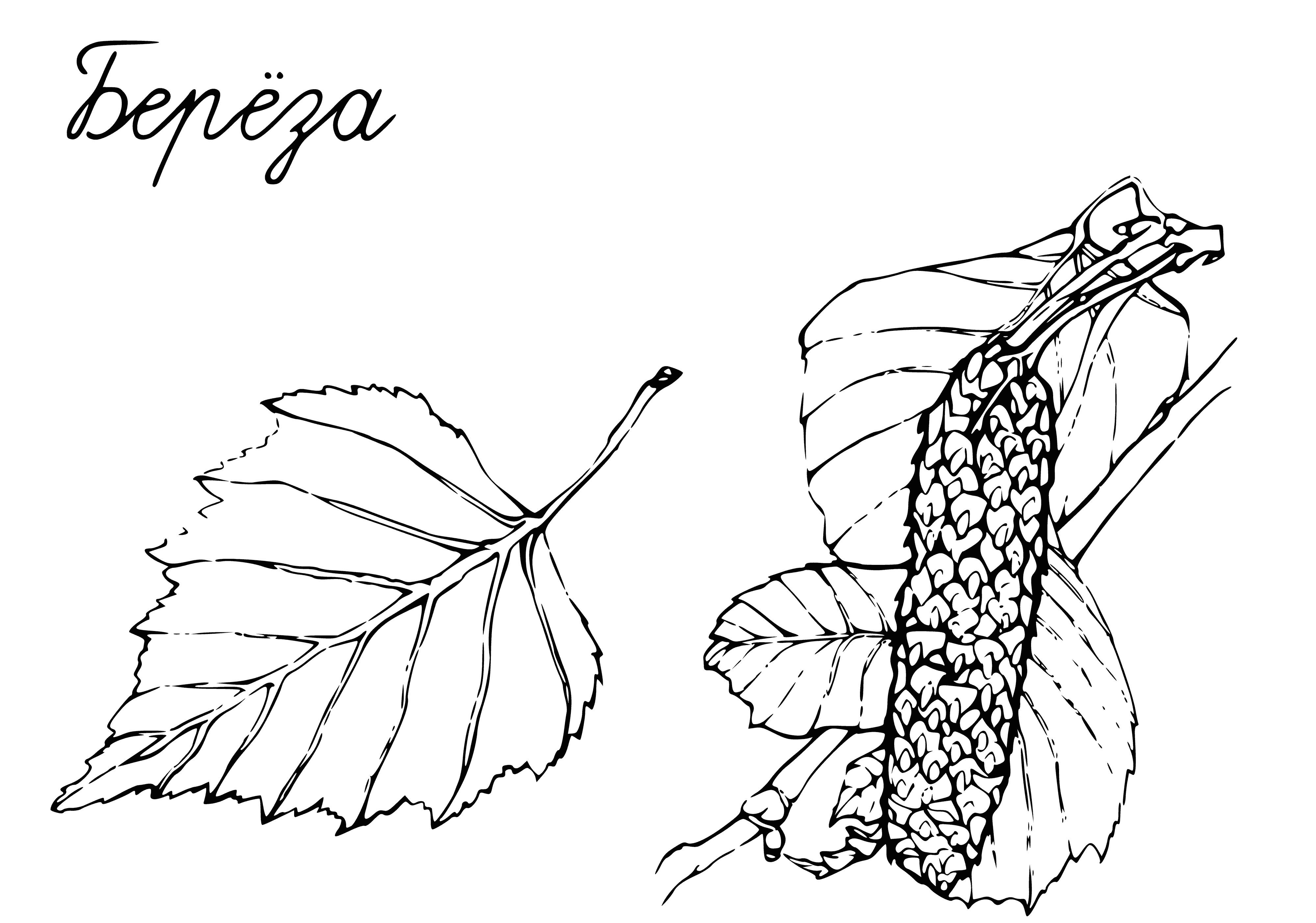 Birch coloring page