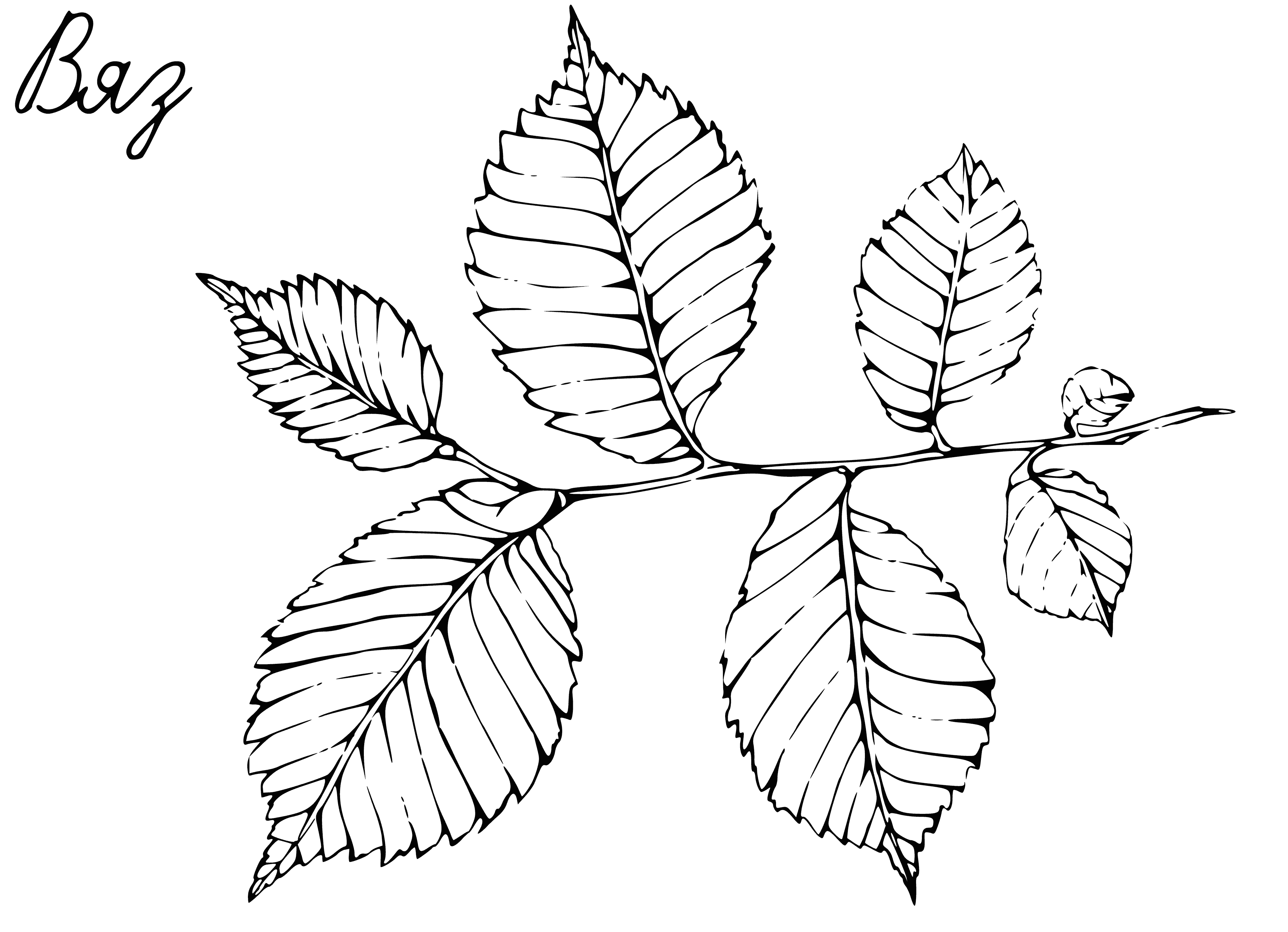 coloring page: Two elm leaves, a dark purple fruit with wrinkled surface on stem. Leaves long and thin, green with lighter greener edges.