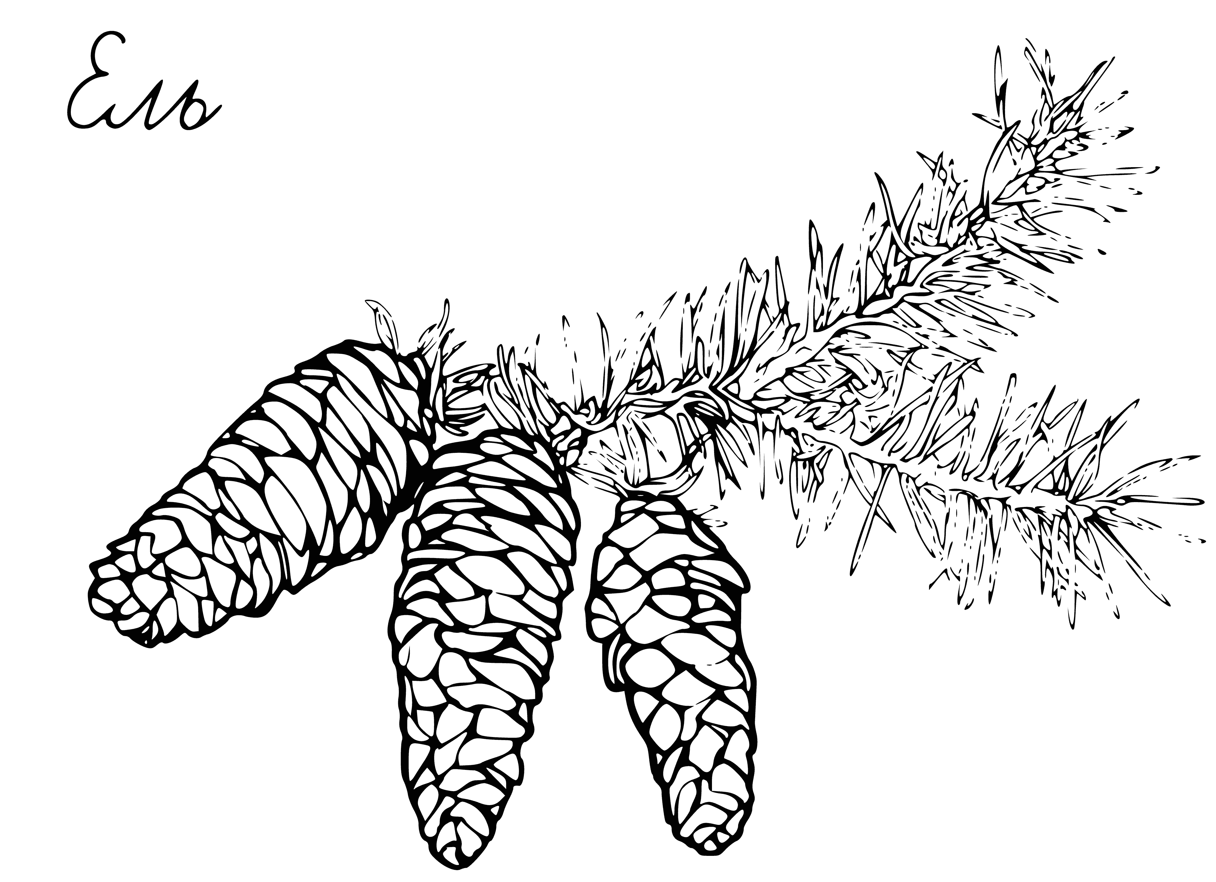 coloring page: A spruce branch with green needles and pointy brown cones hangs down. #nature