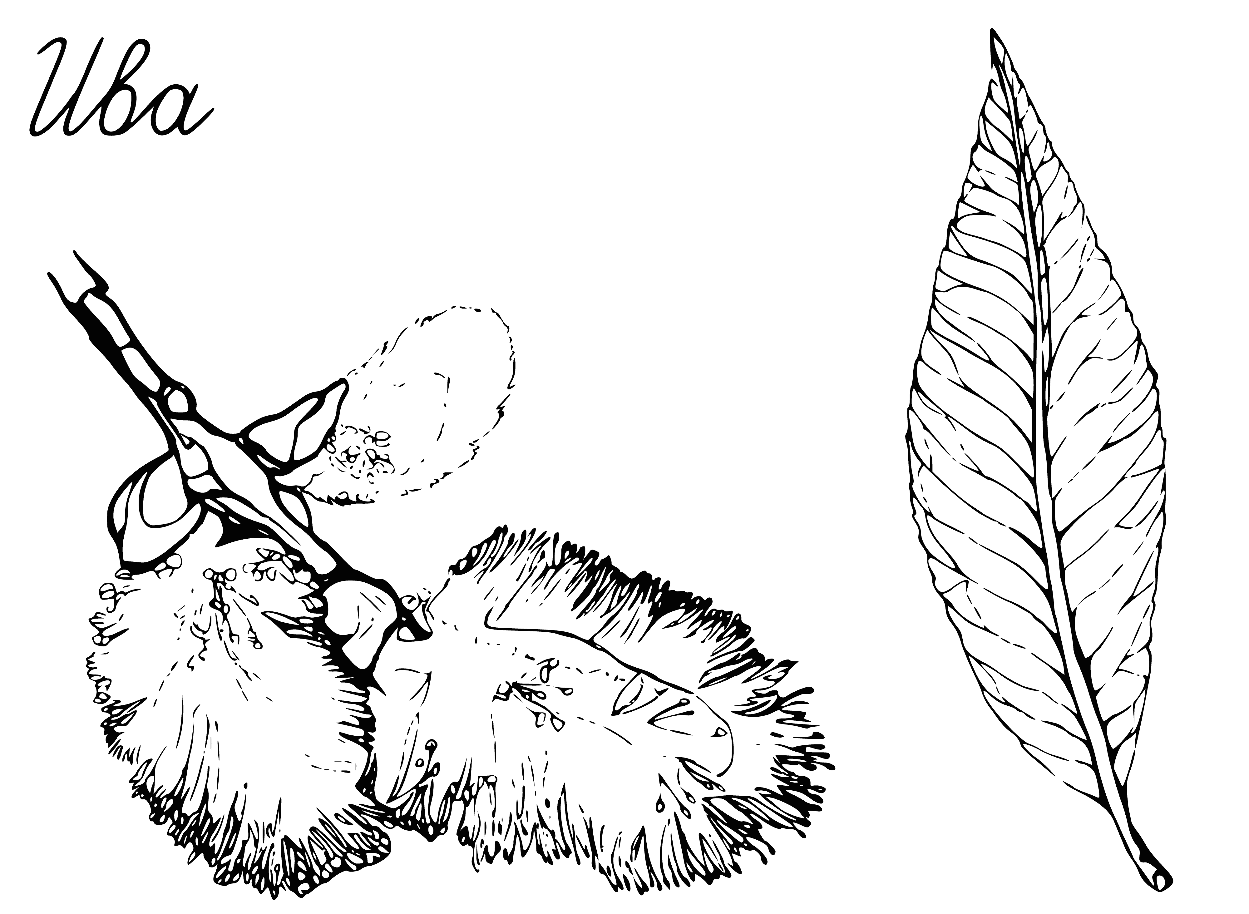 coloring page: Plant w/ long, thin leaves & yellow fruits in clusters; green, yellow, or brown leaves.
