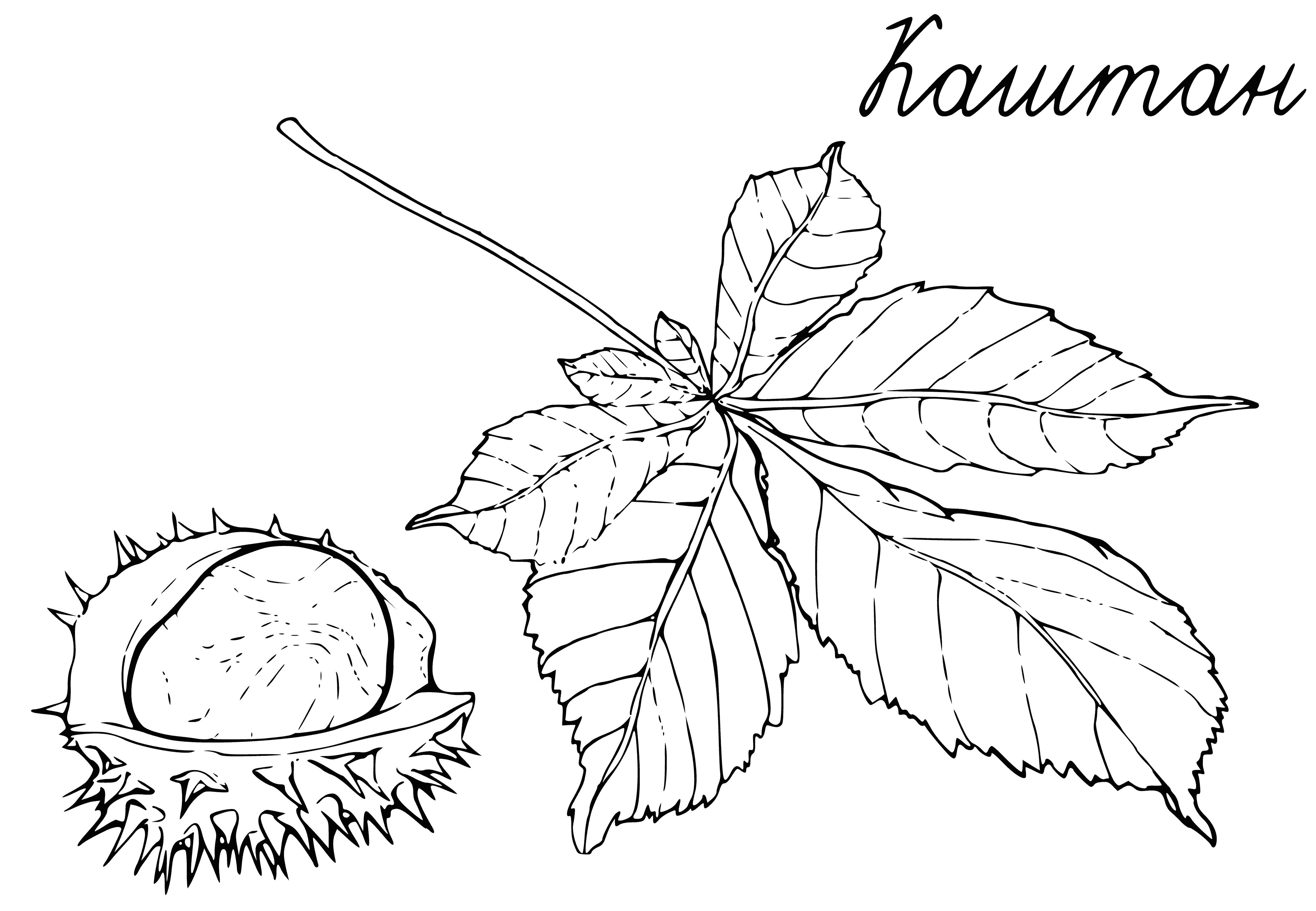coloring page: Leaves and fruits littering ground: chestnut, brown, rough texture. Nuts too.