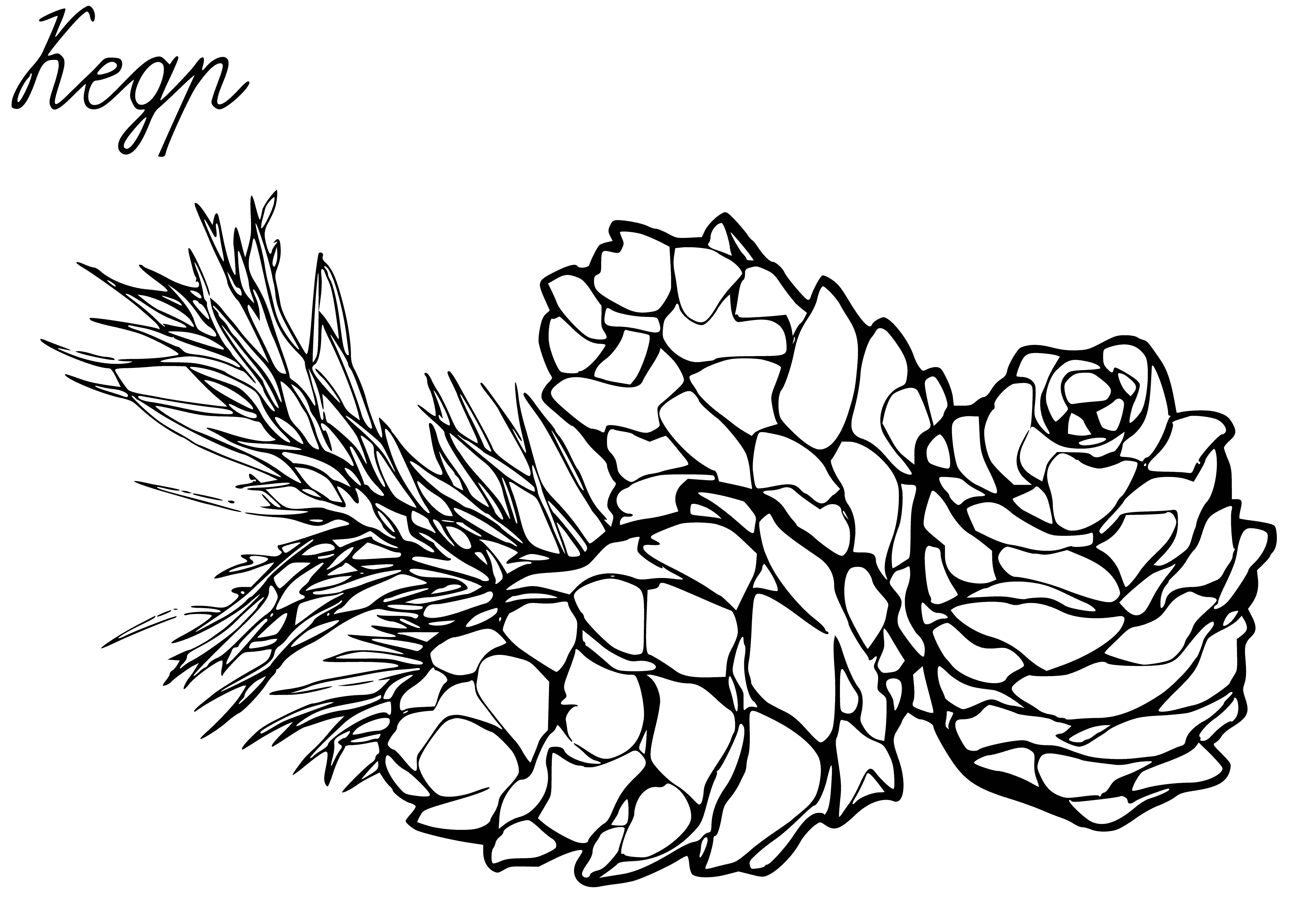 coloring page: Cedar cones have green pointy leaves and brown cone-shaped fruits.
