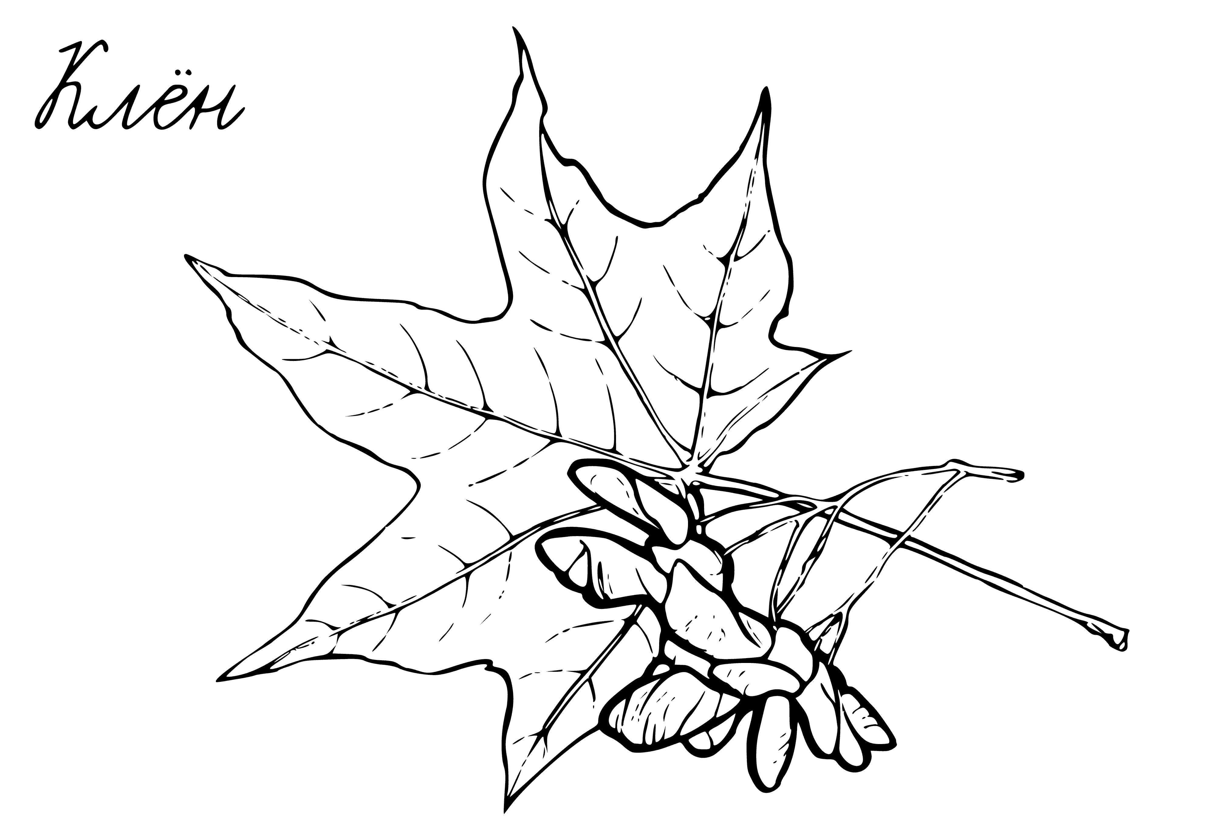 Maple leaf and seeds coloring page
