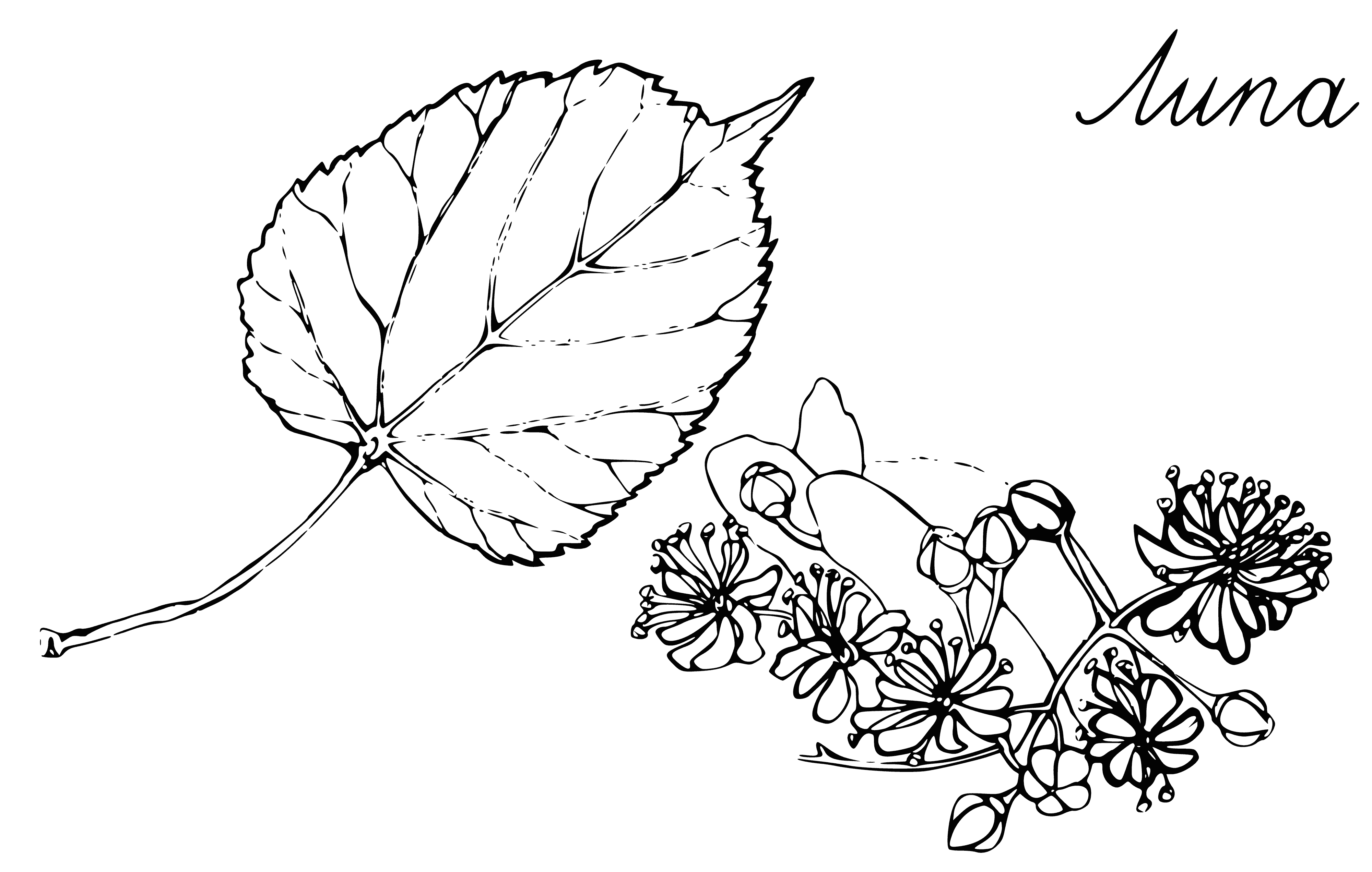 coloring page: A tree w/ green leaves of different sizes/shapes, small yellow flowers, brown bark/branches & small green fruits.