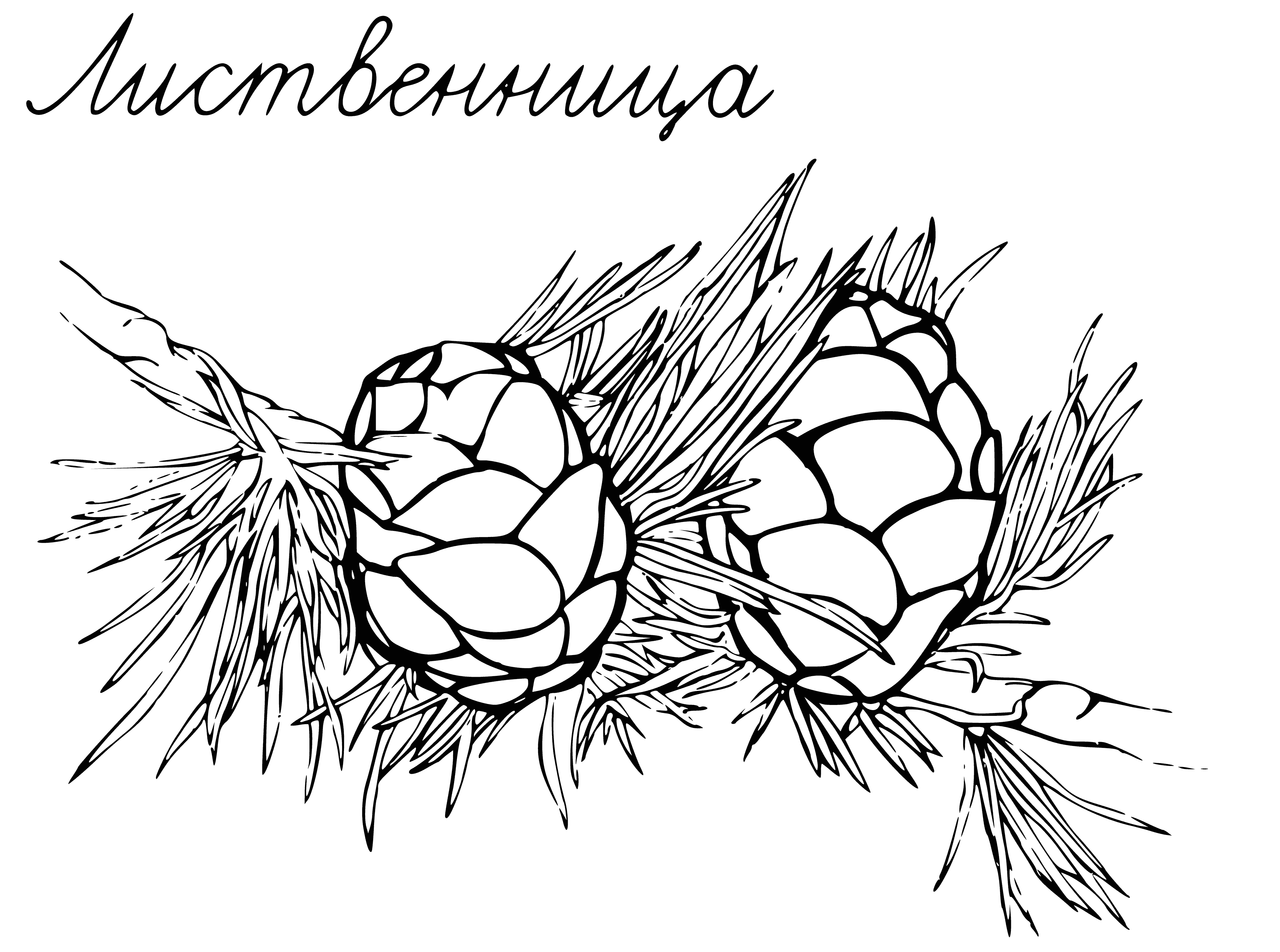 coloring page: The Larch tree's thin, clustered leaves & small, round, hard-shelled fruits make it unique.