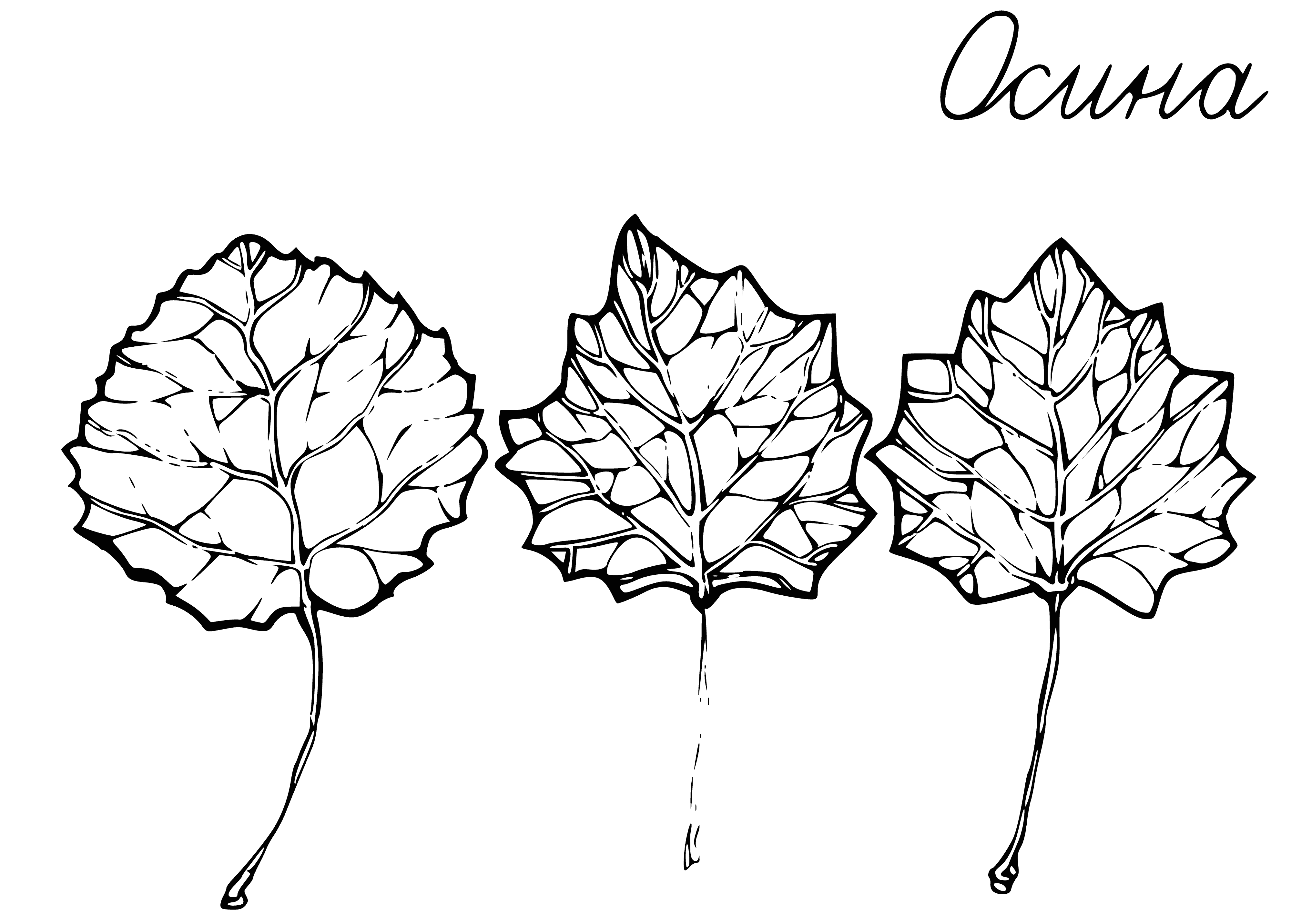hojas de álamo temblón página para colorear