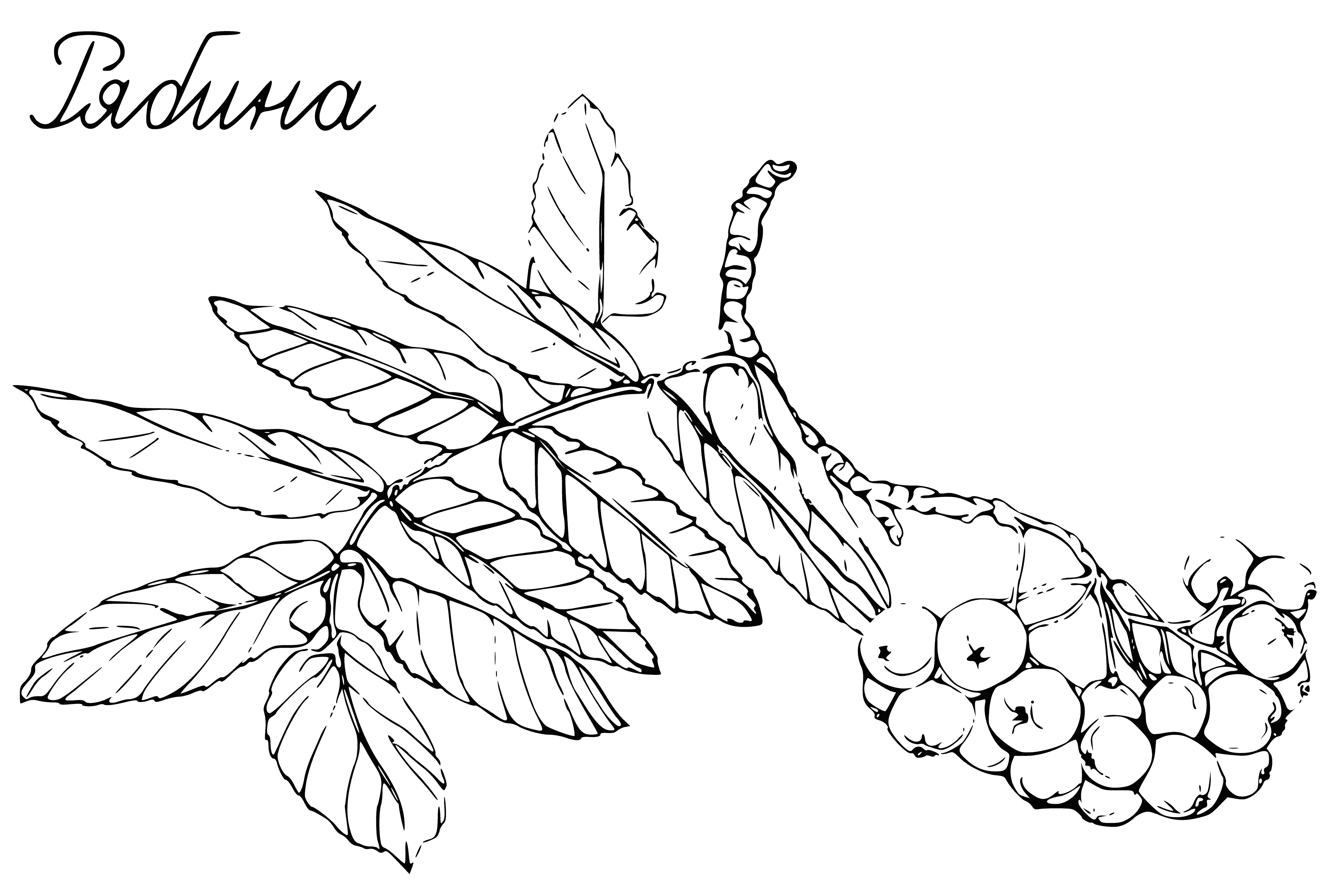 coloring page: Leaves alternate, elliptical, pointed tips, serrated edges, dark green; fruits red, spherical, grow in clusters, smooth surface.