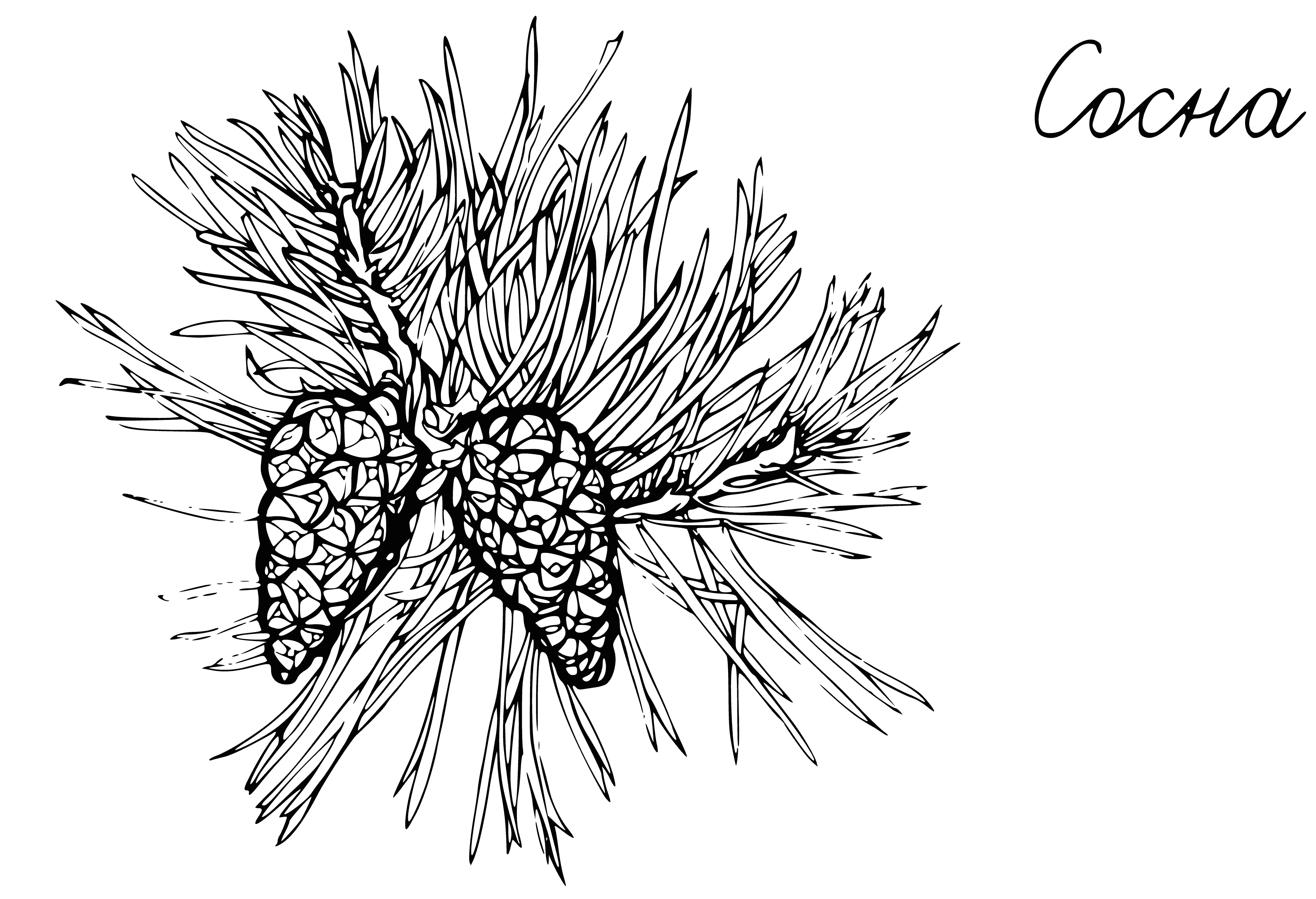 Pine coloring page